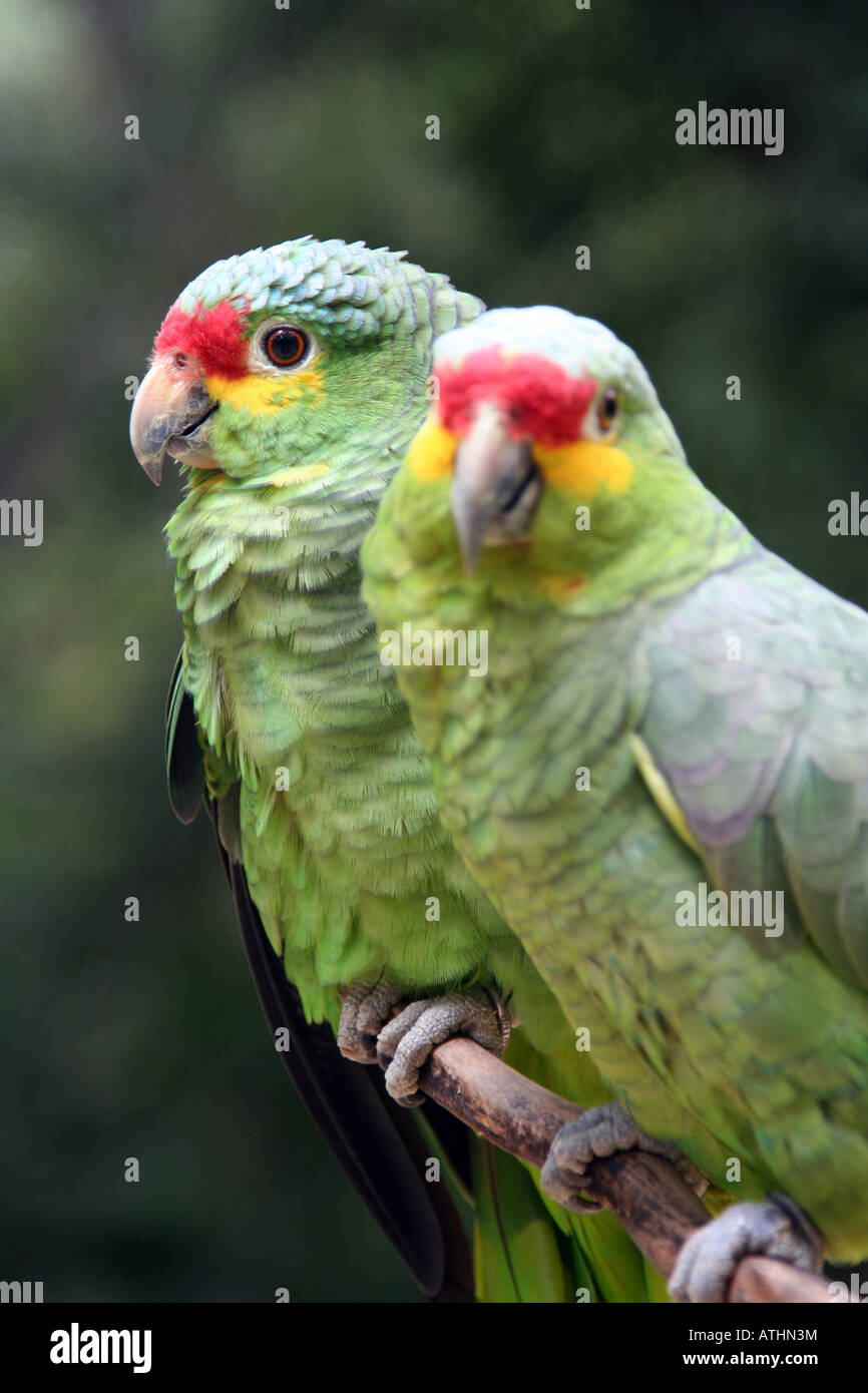 Due Red-Lored pappagalli o rosso Lored Amazon Pappagalli (Amazona autumnalis) sedersi su un bracnh al Macaw Mountain Brid Park di Copan. Foto Stock