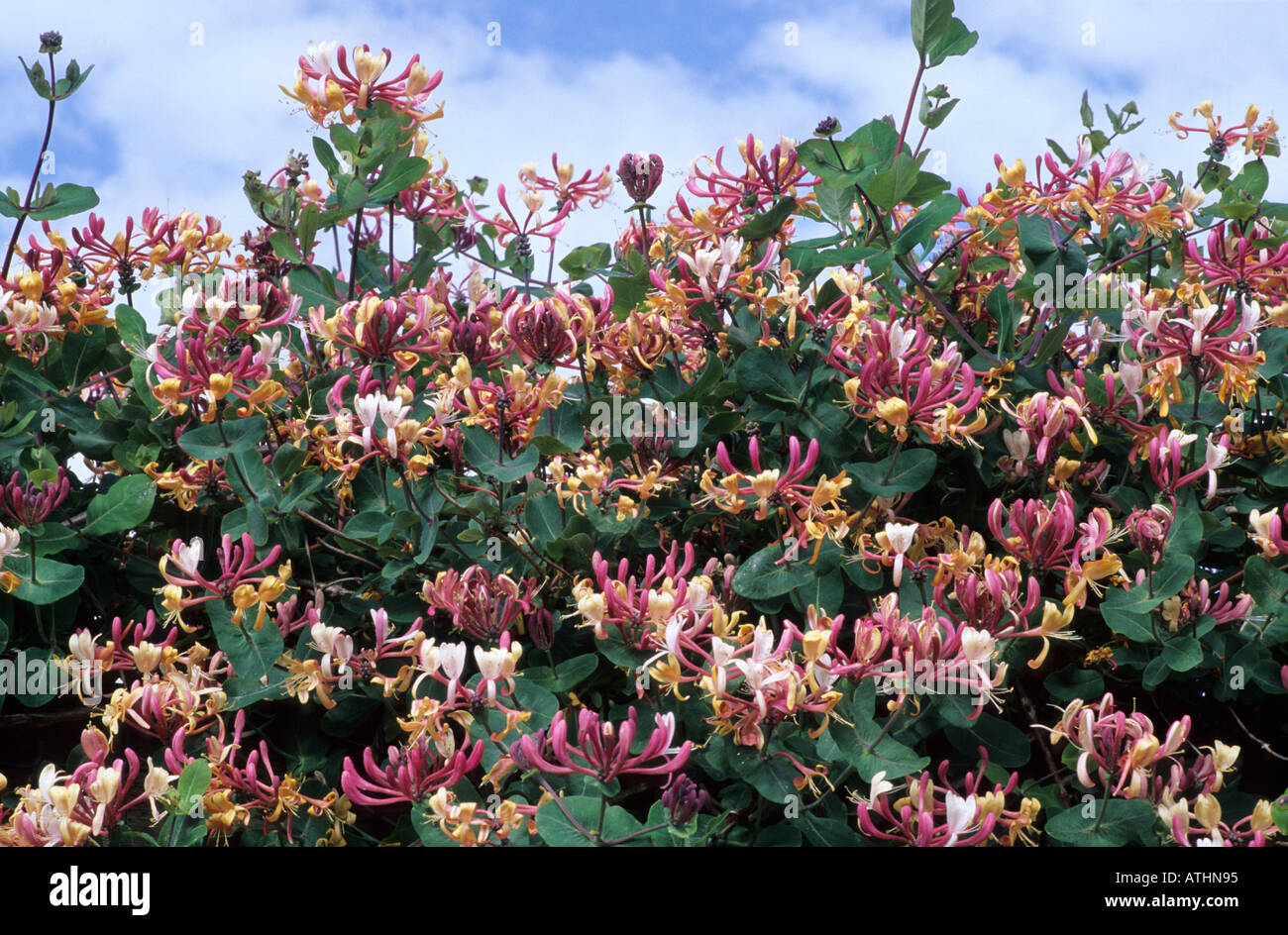 Lonicera periclymenum 'Belgica' Foto Stock