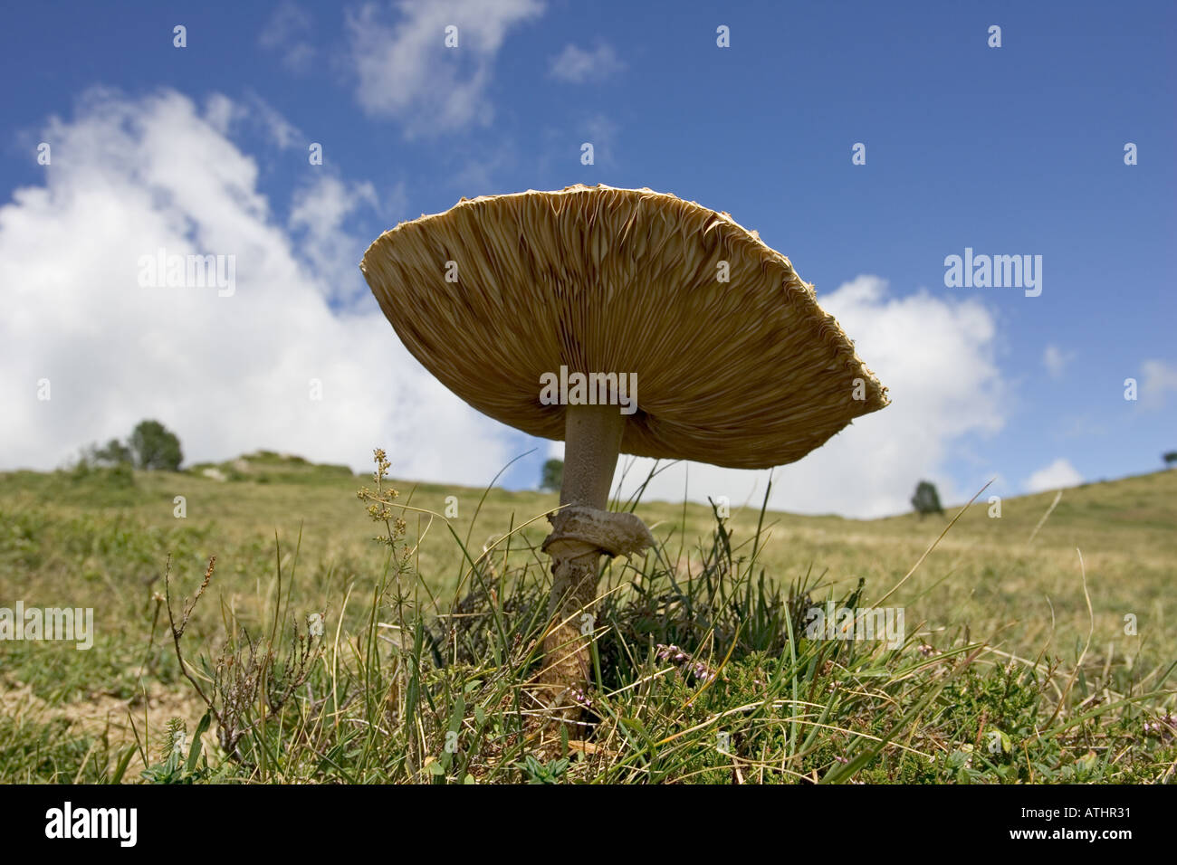 La parte inferiore di funghi nel paesaggio delle montagne dei Pirenei nel sud di Lourdes Francia meridionale Foto Stock