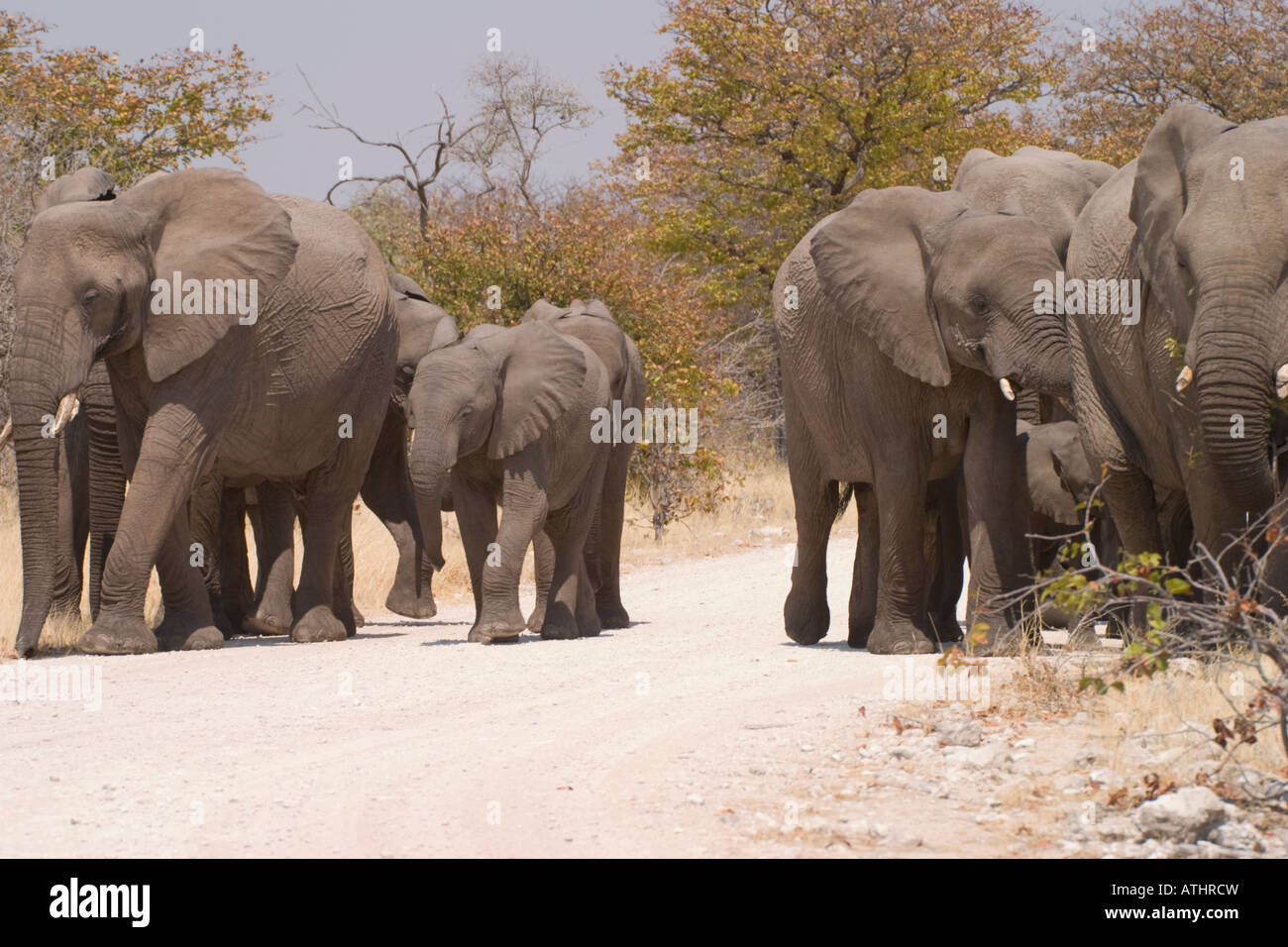 Gli elefanti camminare per strada, Namibia Foto Stock