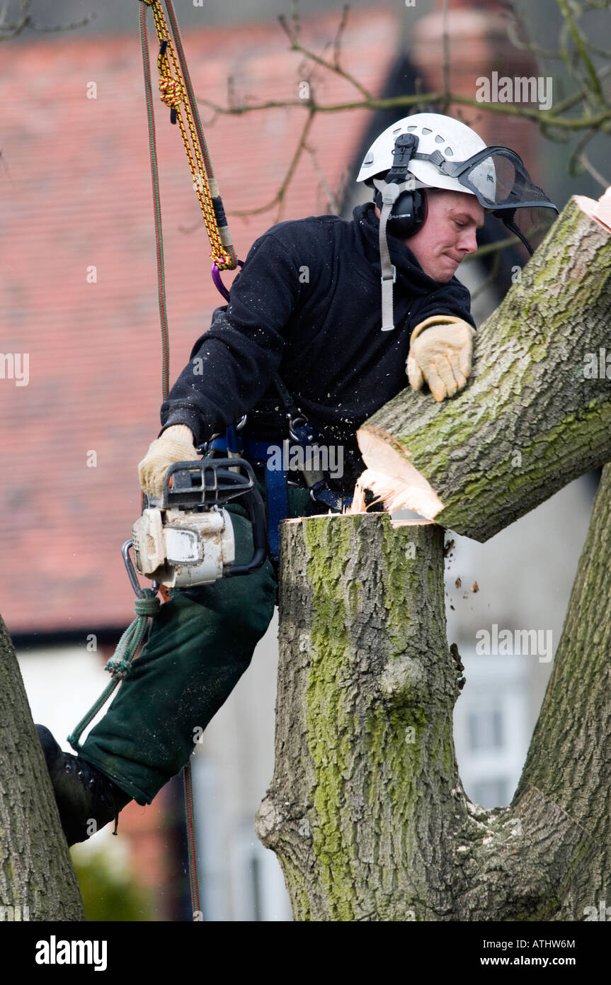 Tree feller taglio attraverso un grosso tronco Foto Stock