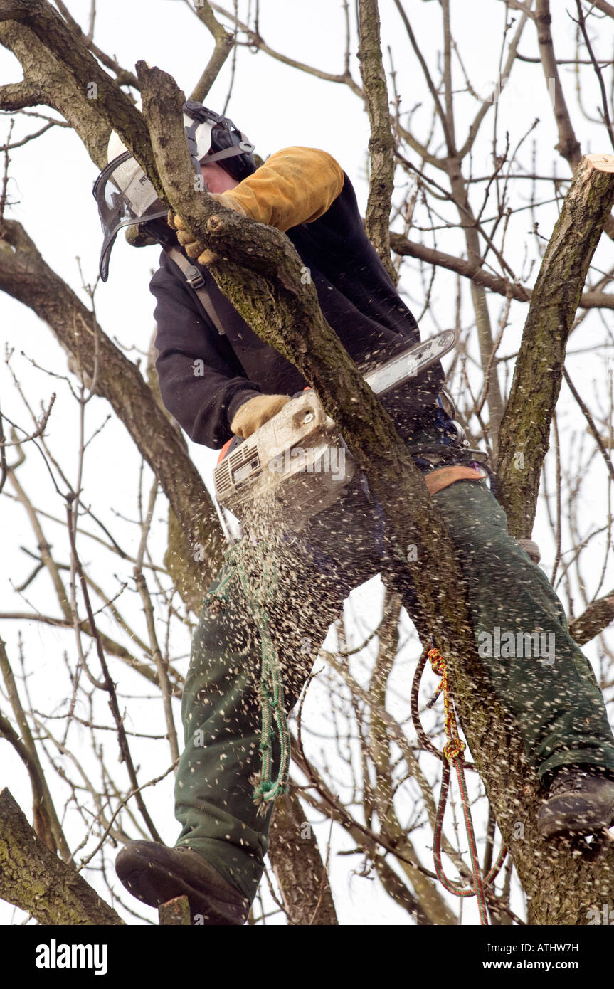 Tree feller taglio attraverso un trunk Foto Stock