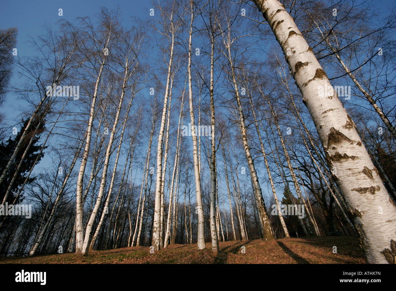 Betulaceae Betula Foto Stock