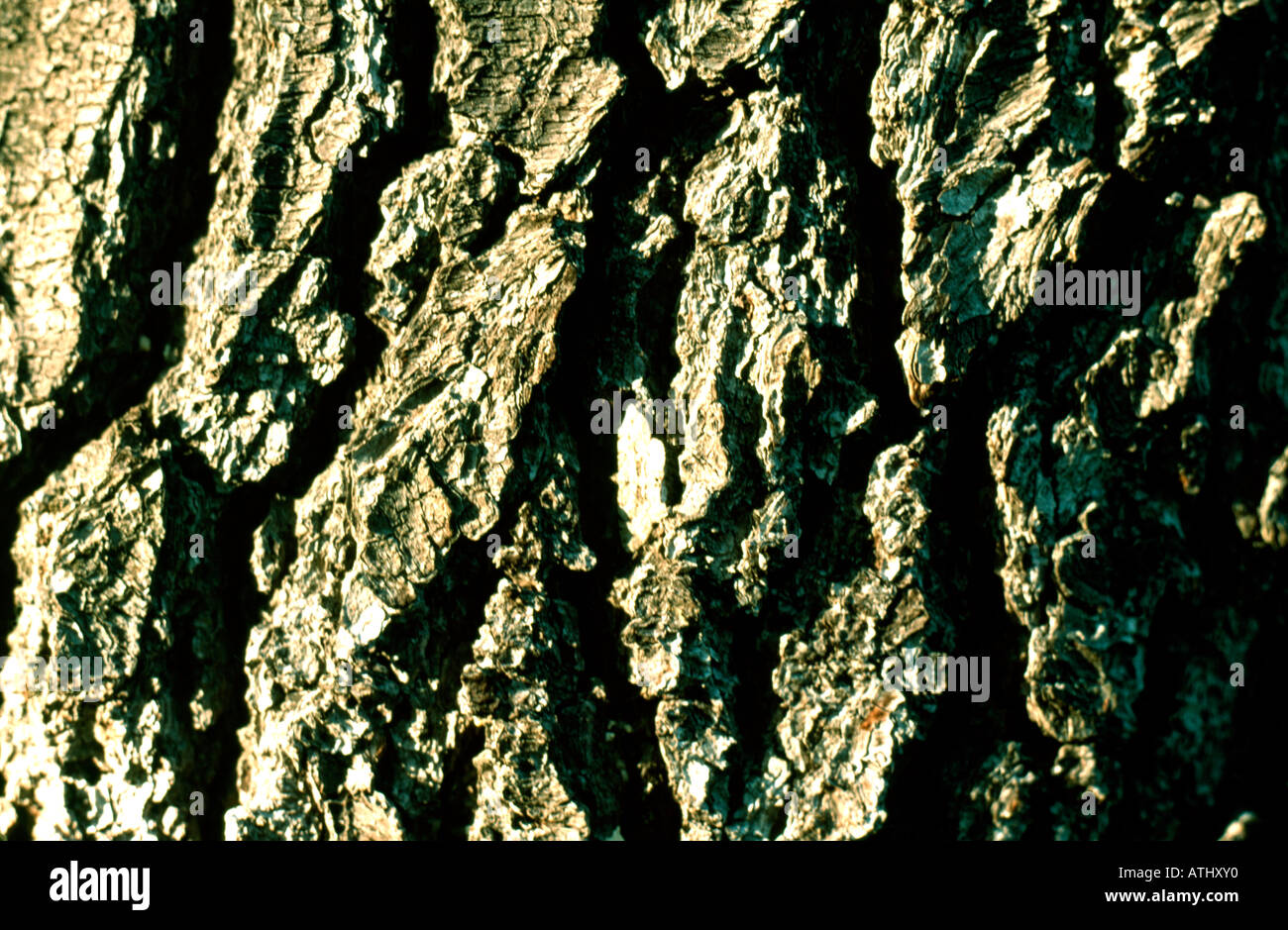 Close-up di corteccia di albero Foto Stock