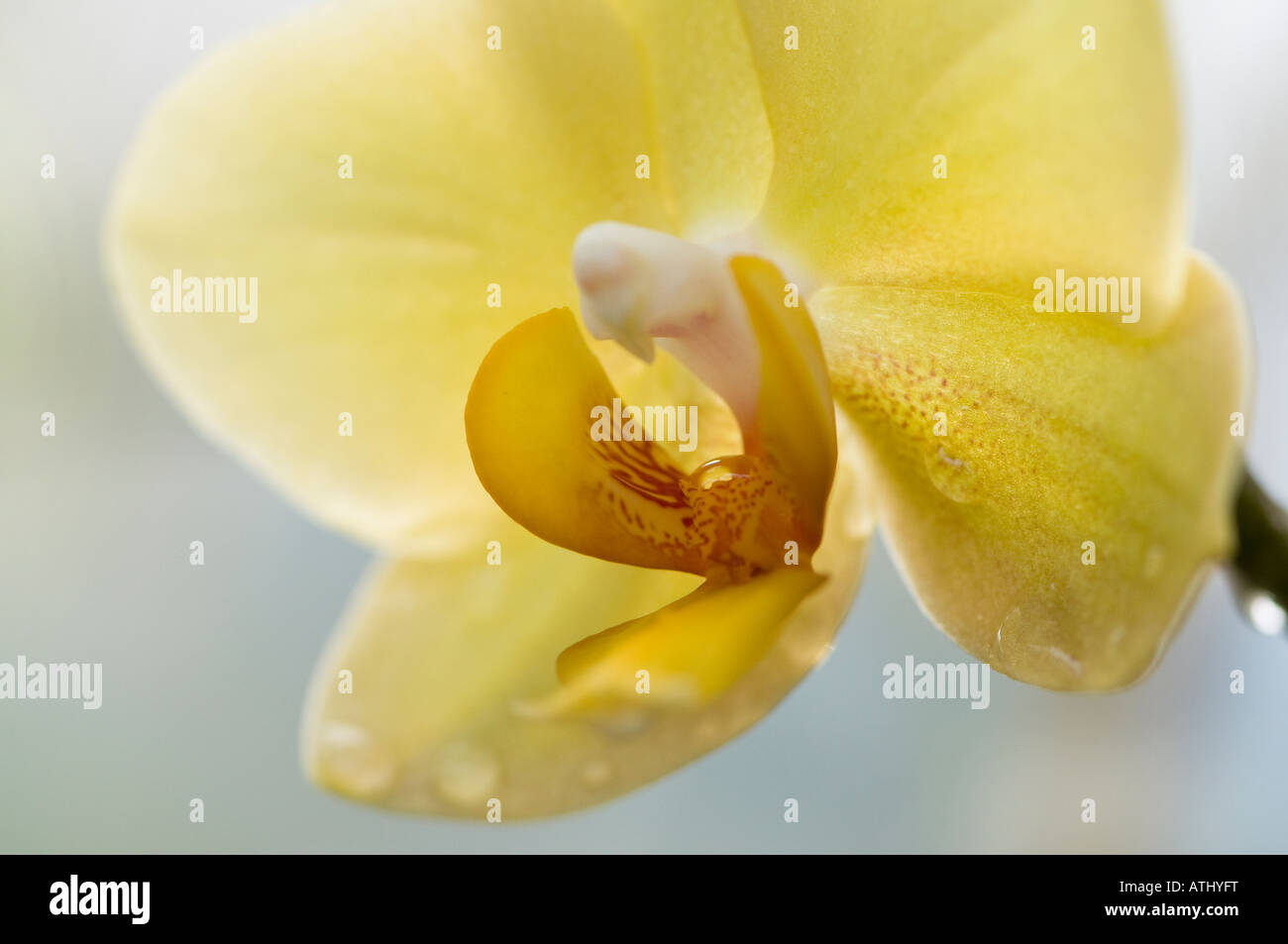 Fino vicino colpo di orchis phalaenopsis o moth orchid Foto Stock