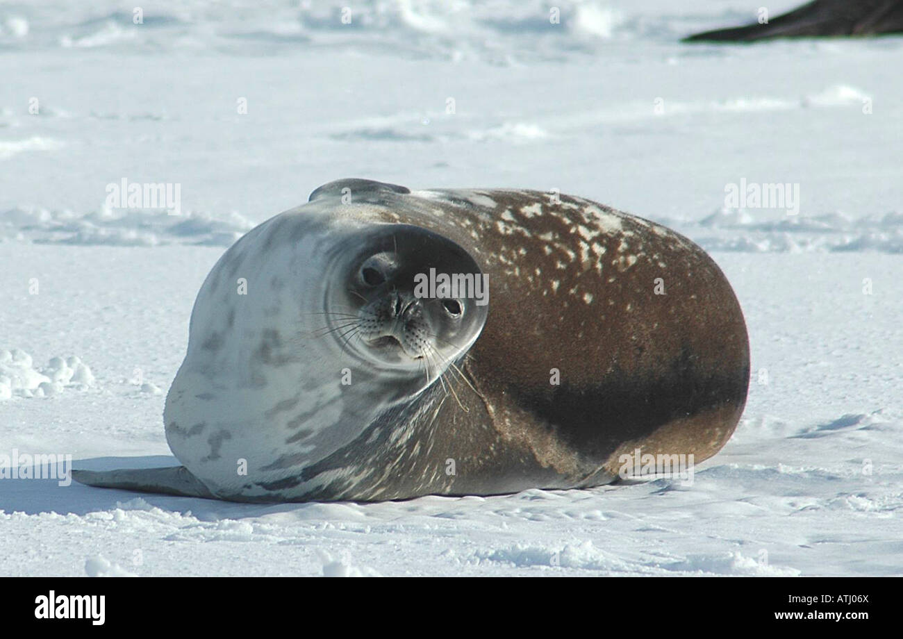Weddel guarnizione, Antartide, ghiaccio, neve, freddo, vita marina Foto Stock