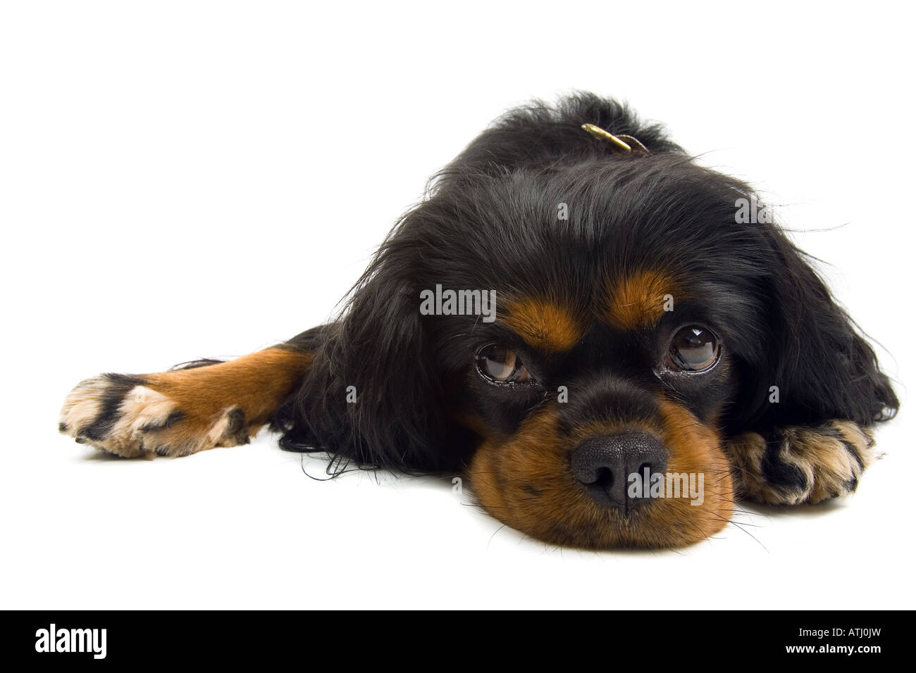 Cavalier King Charles Spaniel cane isolato su uno sfondo bianco Foto Stock