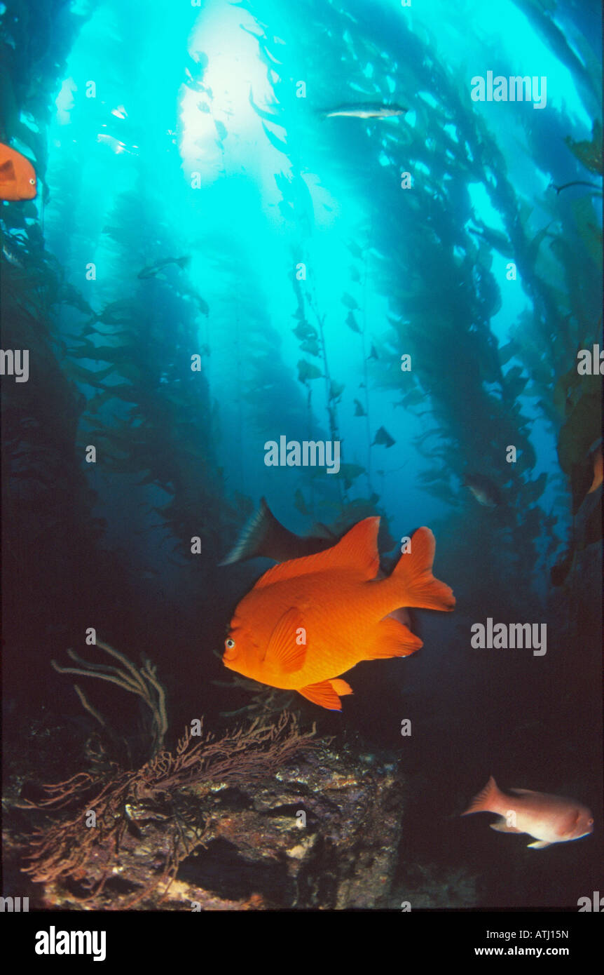 Pesce Garibaldi nella foresta di kelp, california, Isole del Canale, colorato, foresta di kelp, pesce, subacquea, immersioni, diving, oceano mare Foto Stock