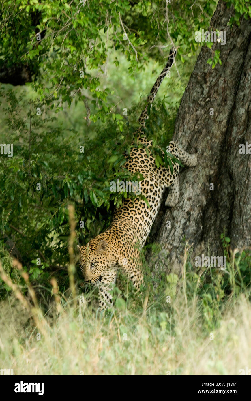 Un grosso maschio di leopard scende dal suo albero dopo alimentazione Foto Stock