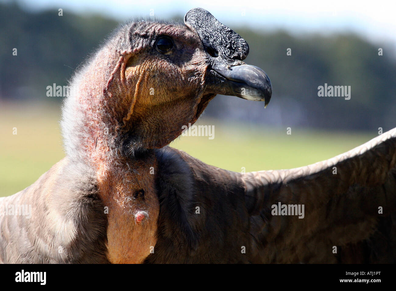 Primo piano di un condor andino (Vultur gryphus) che frequenta l'Inca Sacsayhuaman rovine di Cuzco, Perù. Foto Stock