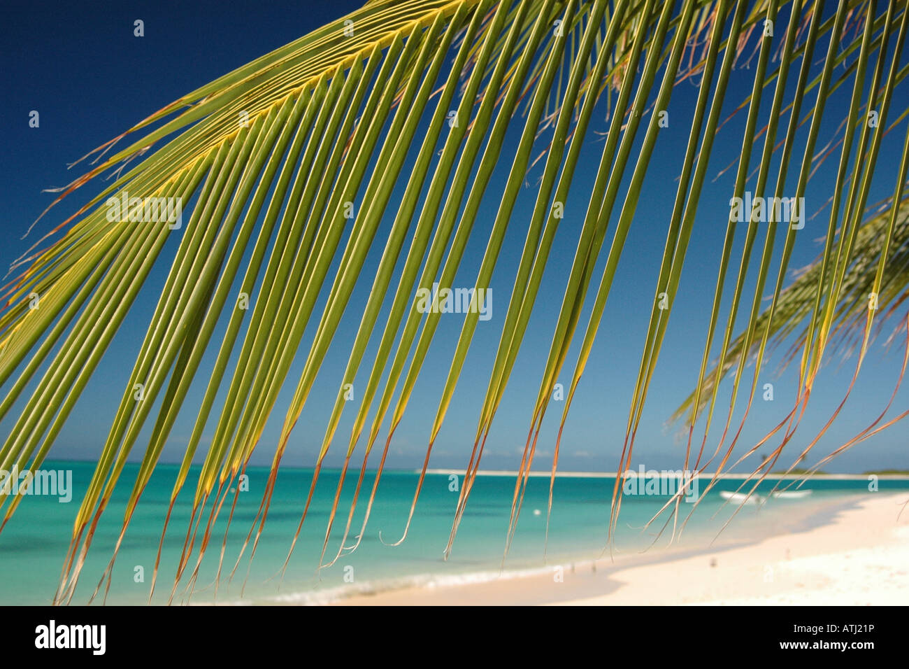 Spiaggia e palme, spiaggia caraibica, paradise, sabbia bianca e acqua turchese, vacanze, ferie, estate, rilassatevi Foto Stock