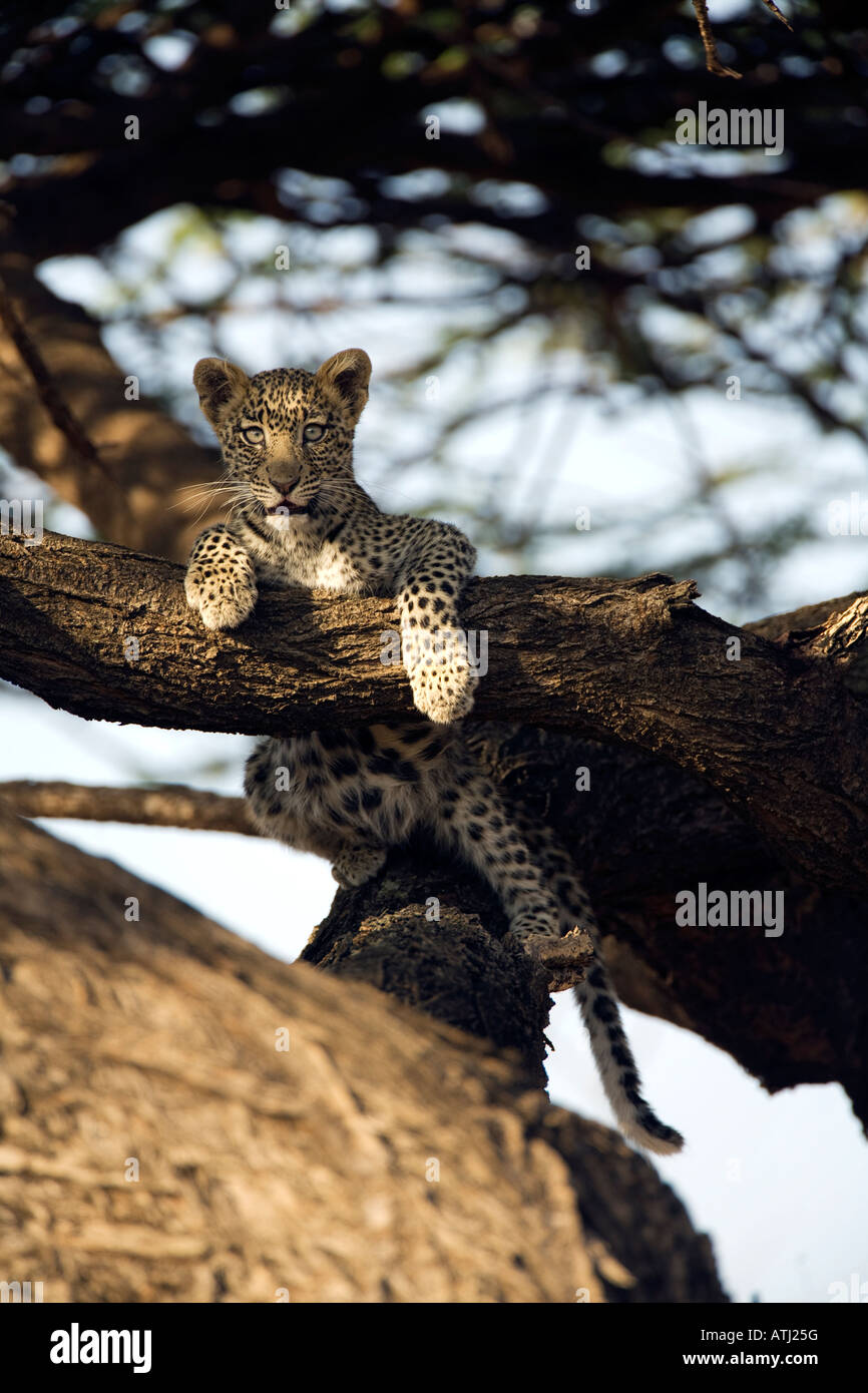 Leopard cub (panthera pardus) nella struttura ad albero, Samburu, Kenya Foto Stock