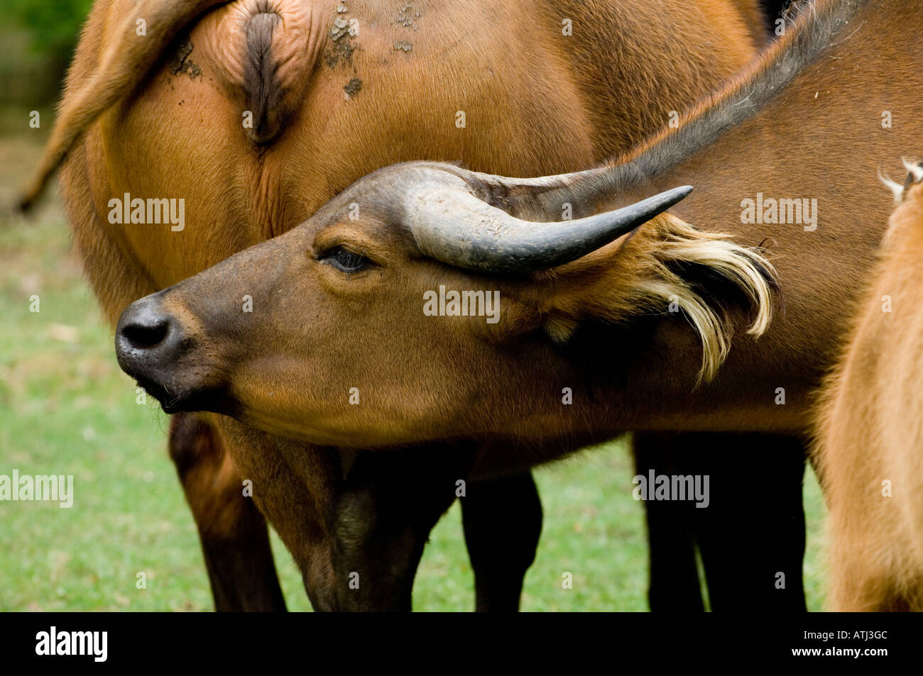Buffalo del Congo Foto Stock