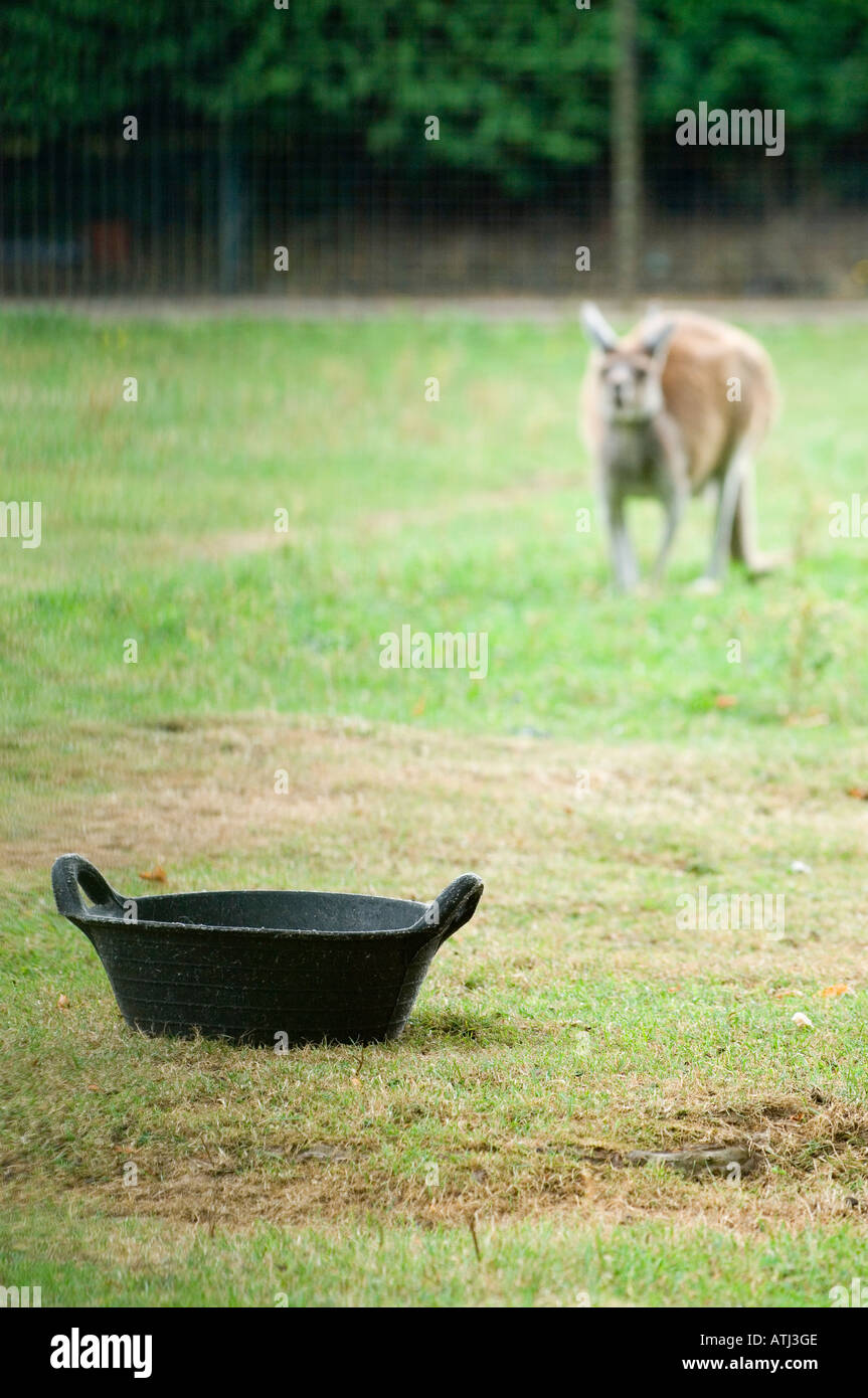 Kangaroo cercando il cibo Foto Stock