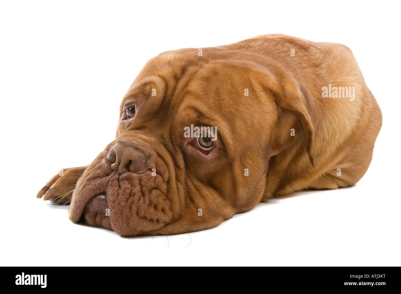 Il francese Mastiff cane isolato su uno sfondo bianco Foto Stock