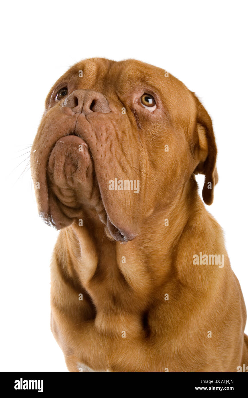 Il francese Mastiff cane isolato su uno sfondo bianco Foto Stock