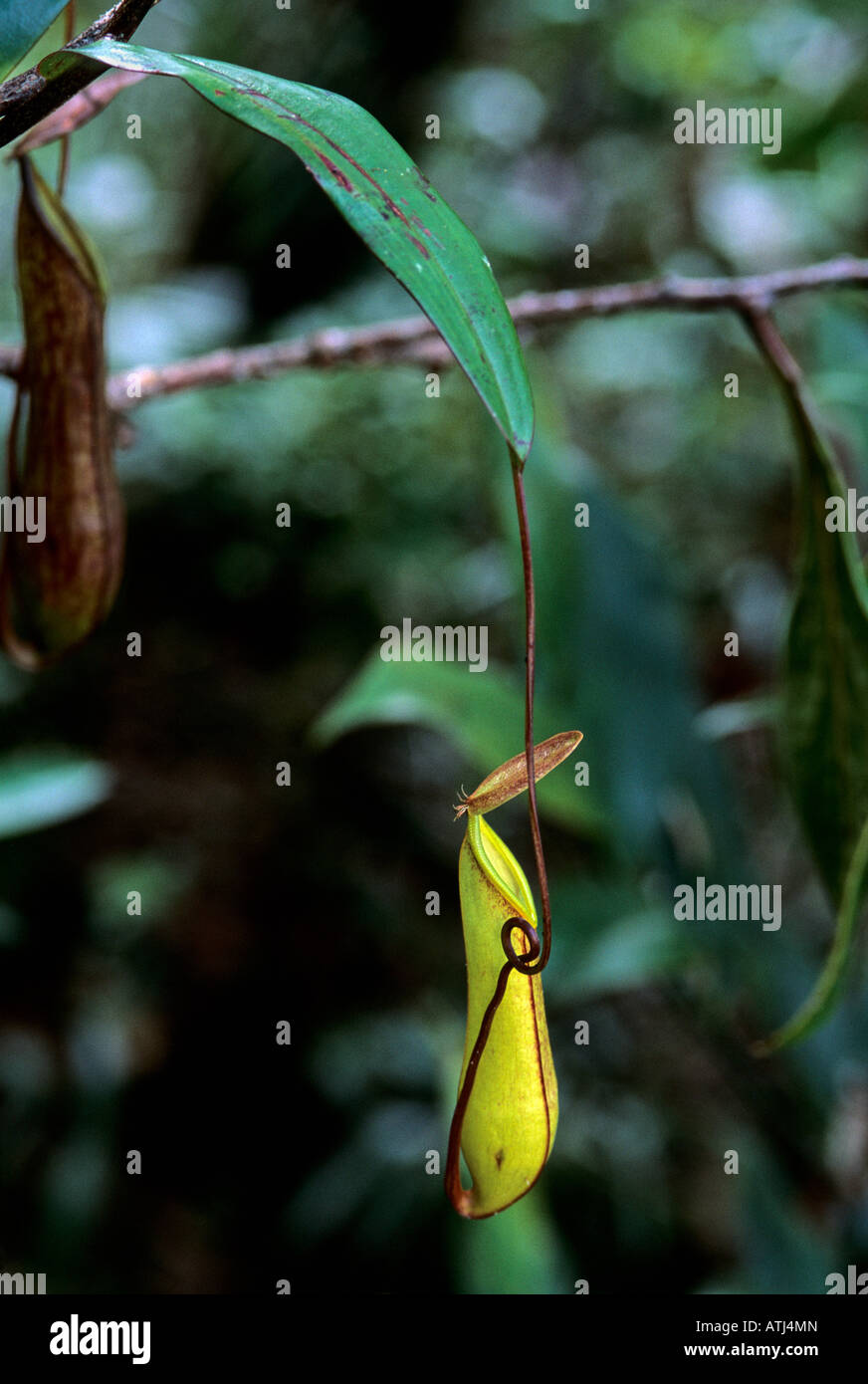 Pianta brocca Nepenthes tentacolati Mt Kinabalu National Park. Sabah, Malesia. Borneo Foto Stock