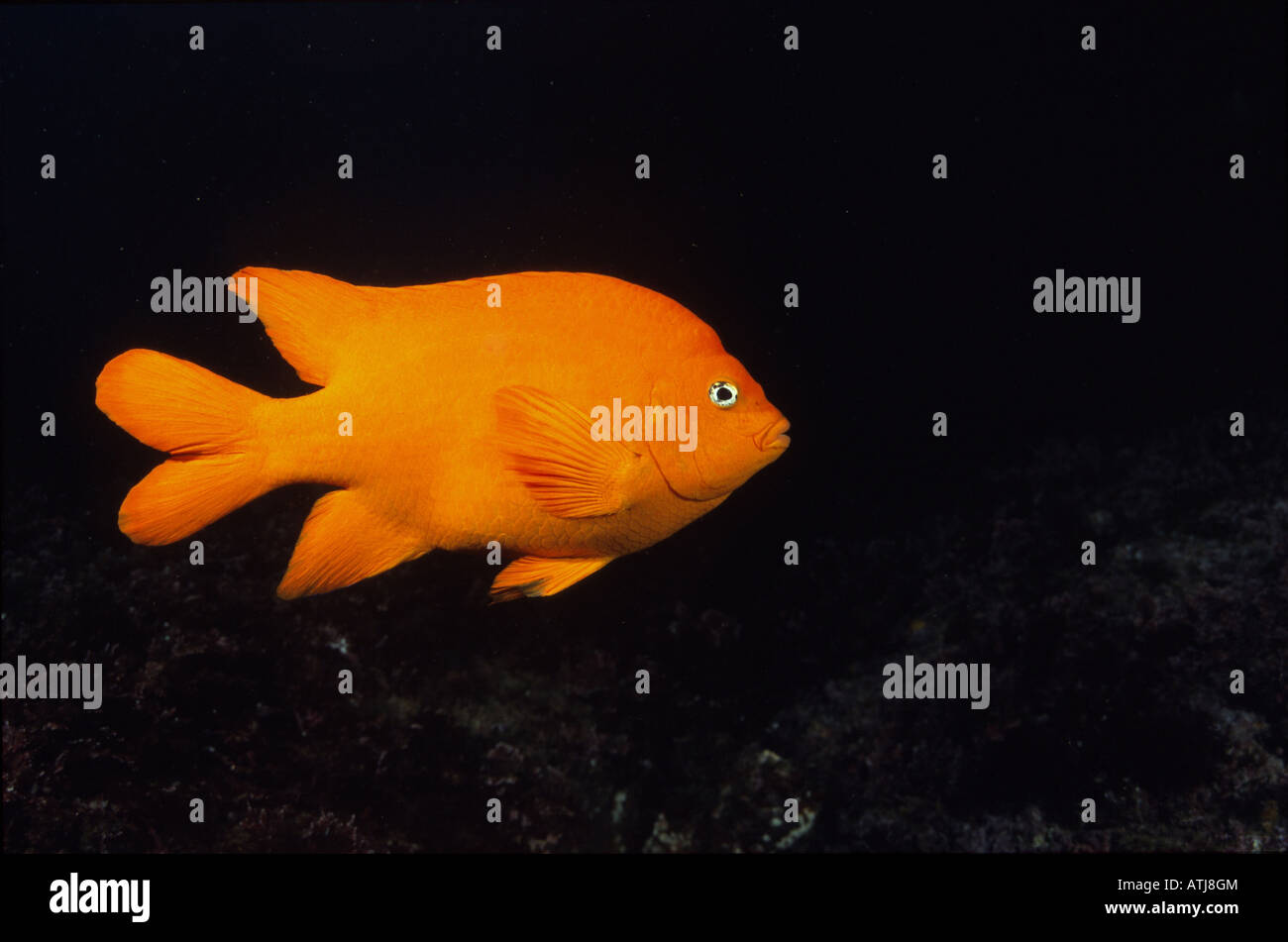 Pesce Garibaldi kelp forest California, subacquea, pesce, colorato, il colore arancione, pesce, scuba diving, oceano mare, vita marina Foto Stock
