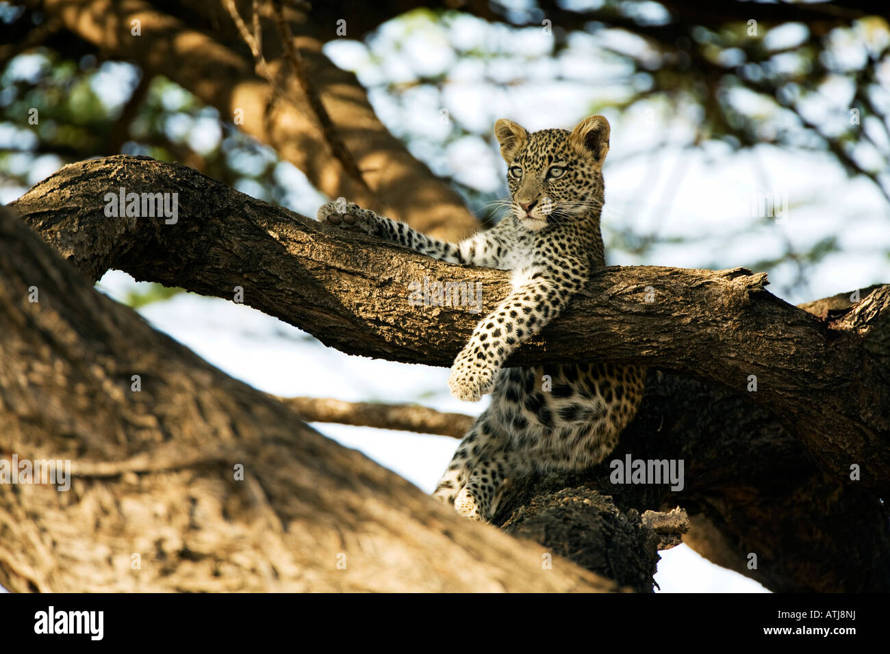 Leopard cub (panthera pardus) nella struttura ad albero, Samburu, Kenya Foto Stock