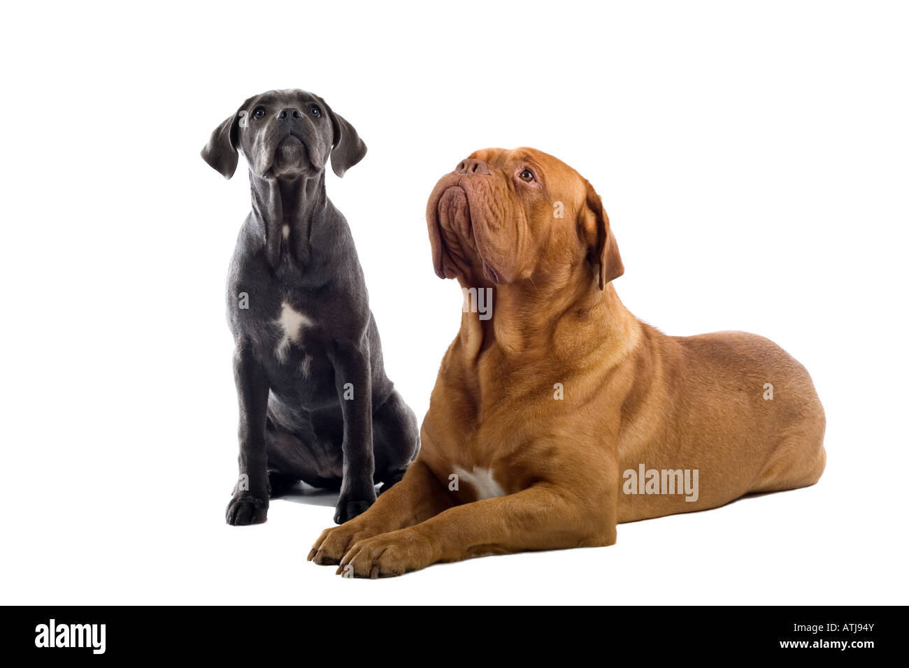 Il francese Mastiff cane e un Cane Corso cucciolo isolato su uno sfondo bianco Foto Stock