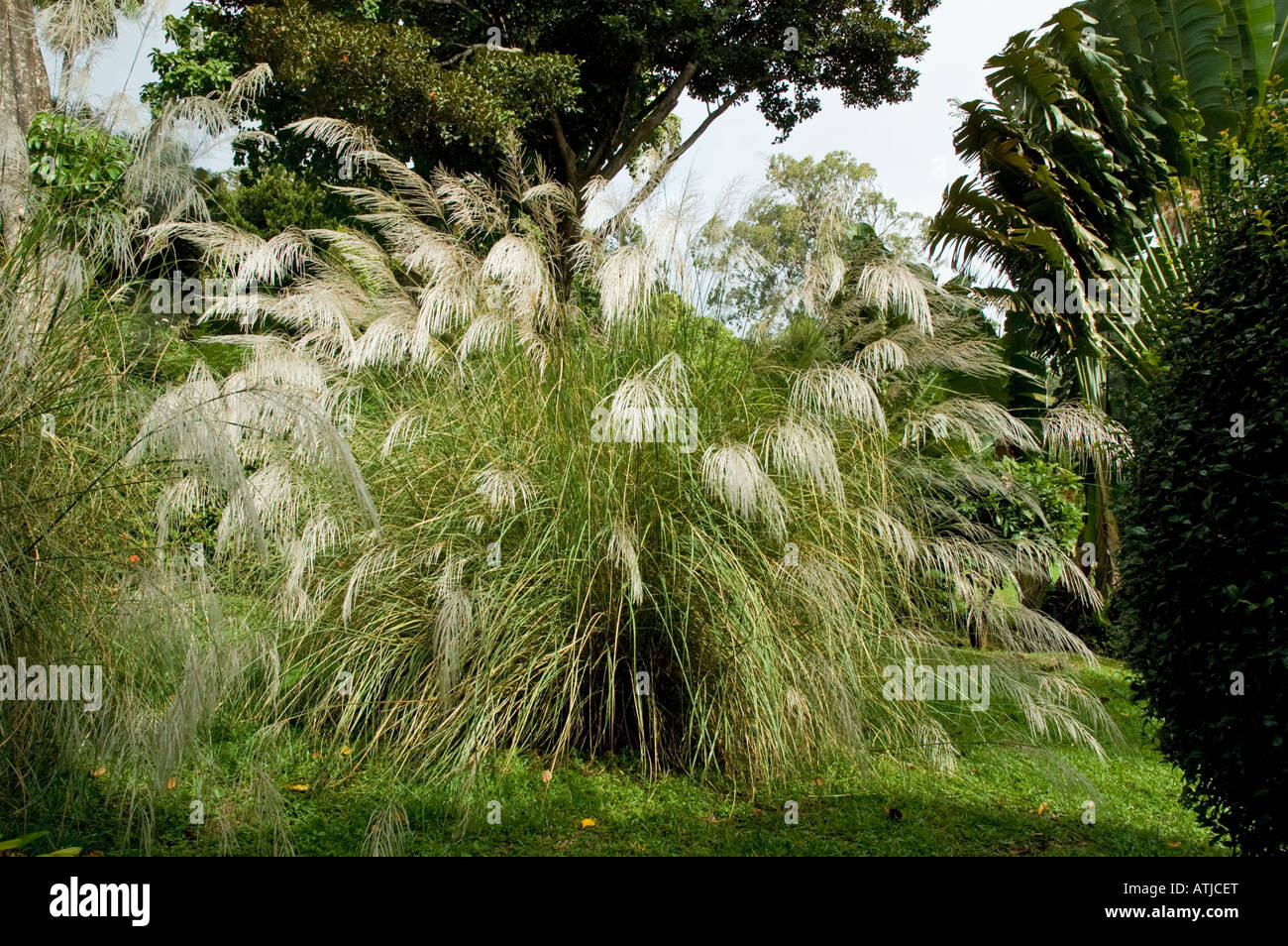 Pampa erba, St Vincent Giardini Botanici Foto Stock