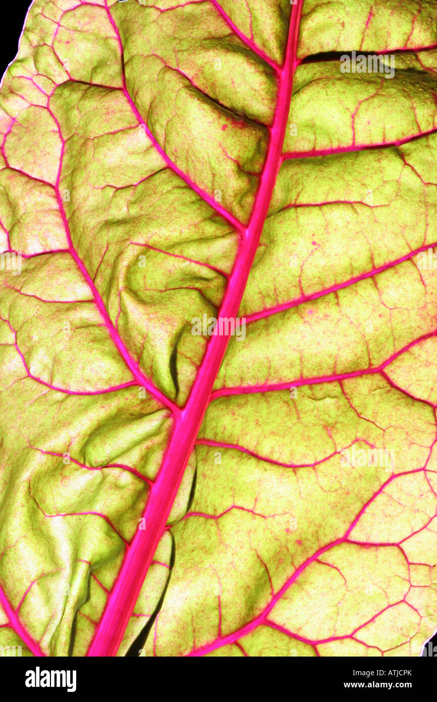 Foglie di bietole (Beta vulgaris var. cicla) con vene colorate. Foto Stock