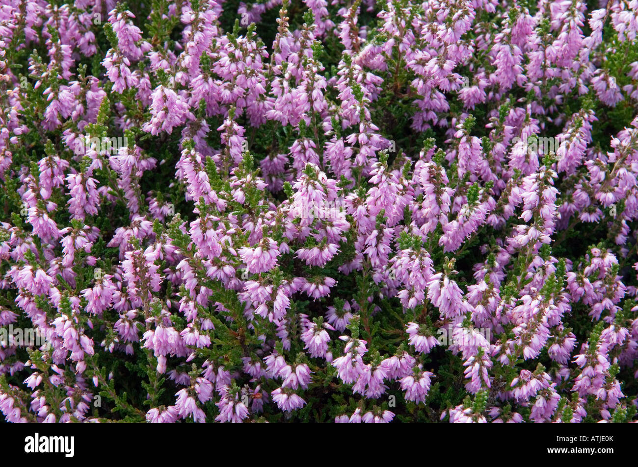 Scottish viola erica (Erica). Piante Ericaceous diffusa sui pendii e mori della Scozia, Regno Unito Foto Stock