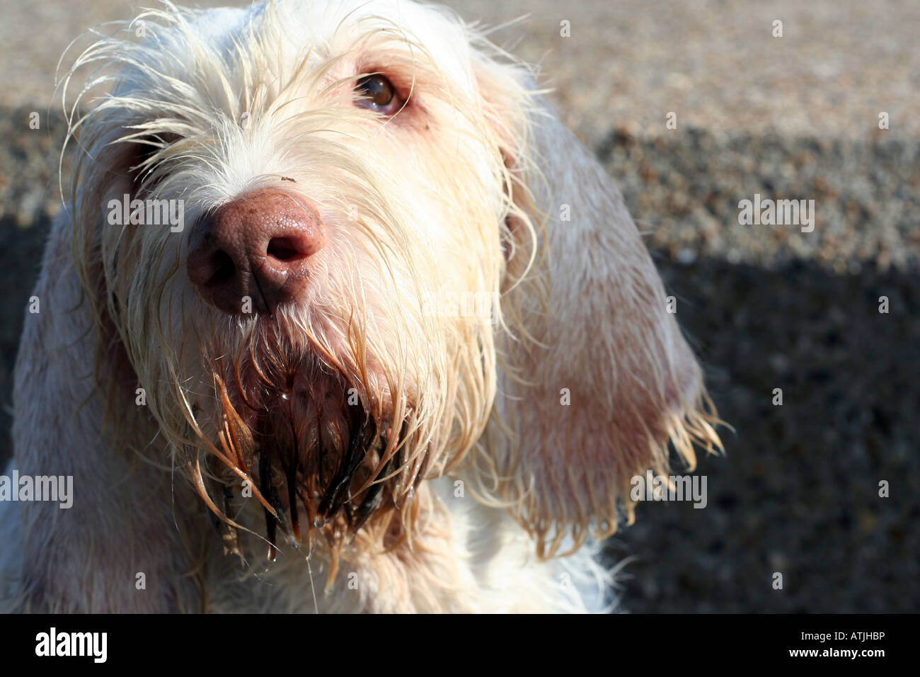 Ritratto di un bianco albino cane bagnato di fresco da una nuotata Foto Stock