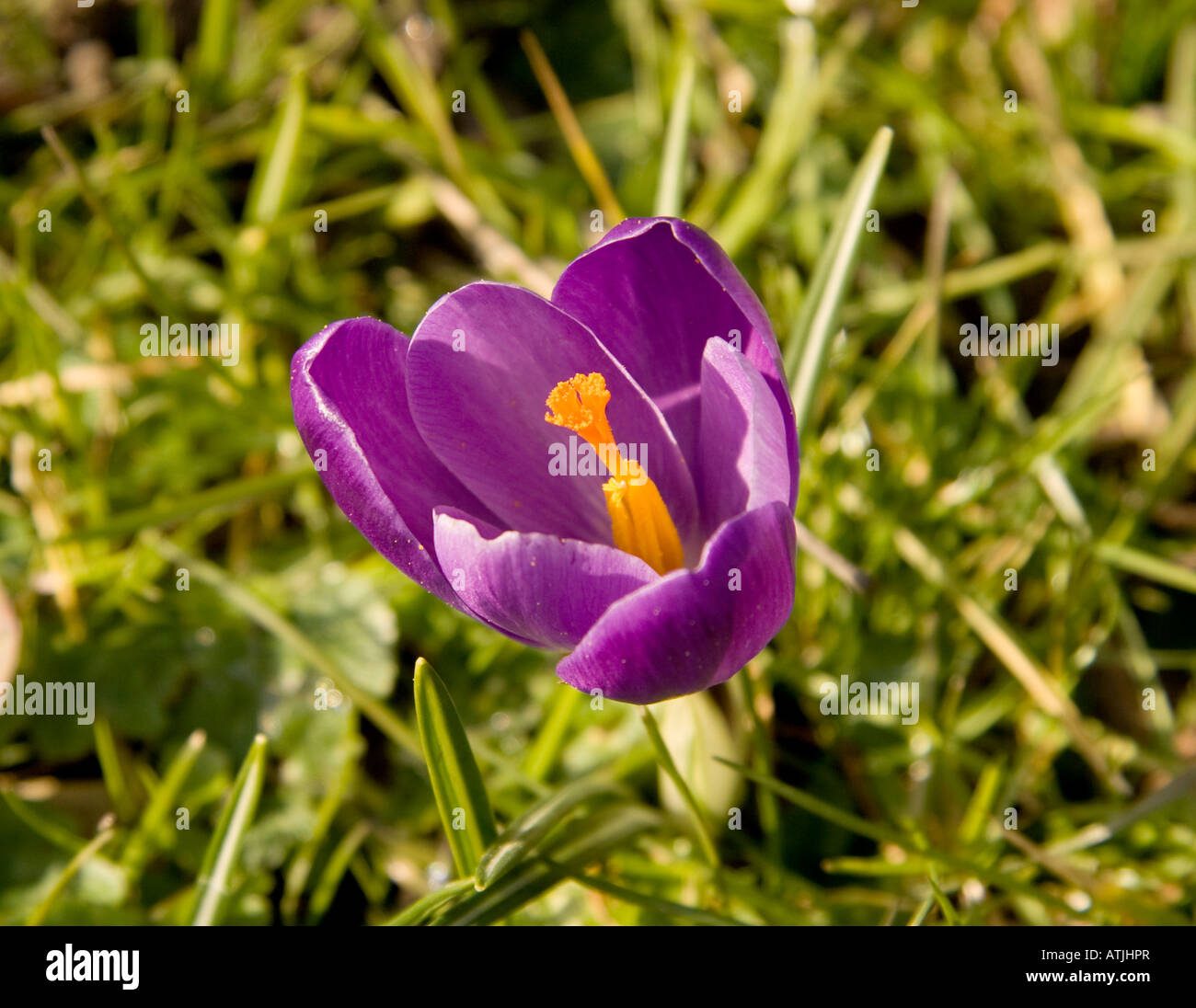 Primo piano di una singola molla croco Crocus olandese crocus vernus floricoltura in erba nel sun Foto Stock