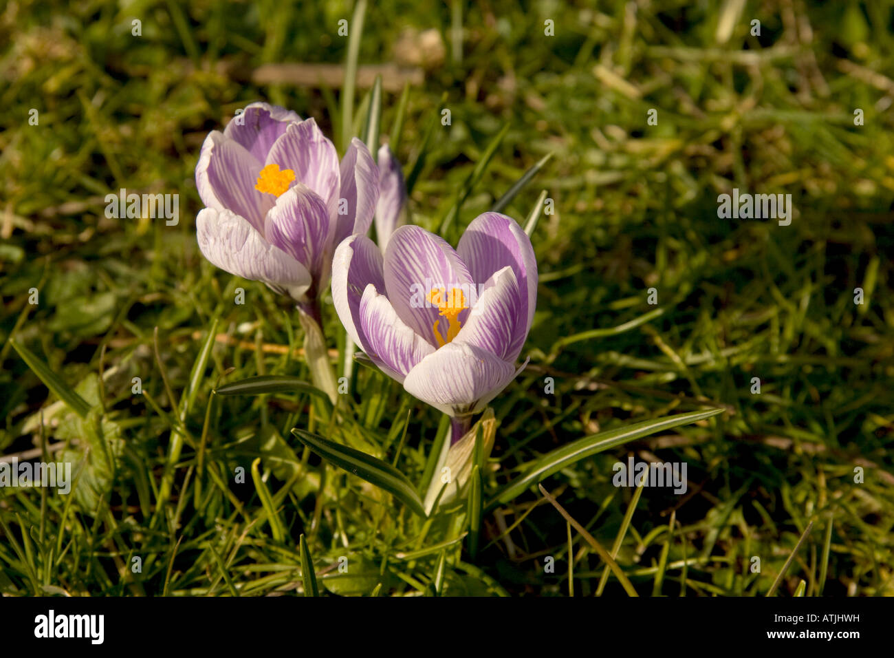Vista ingrandita della molla croco Crocus olandese crocus vernus fiori che crescono in erba nel sun Foto Stock