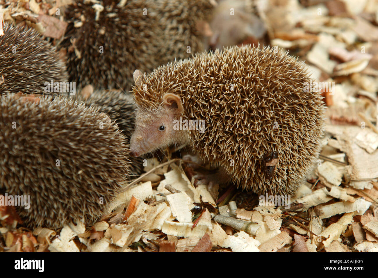 Grande riccio del Madagascar Foto stock - Alamy