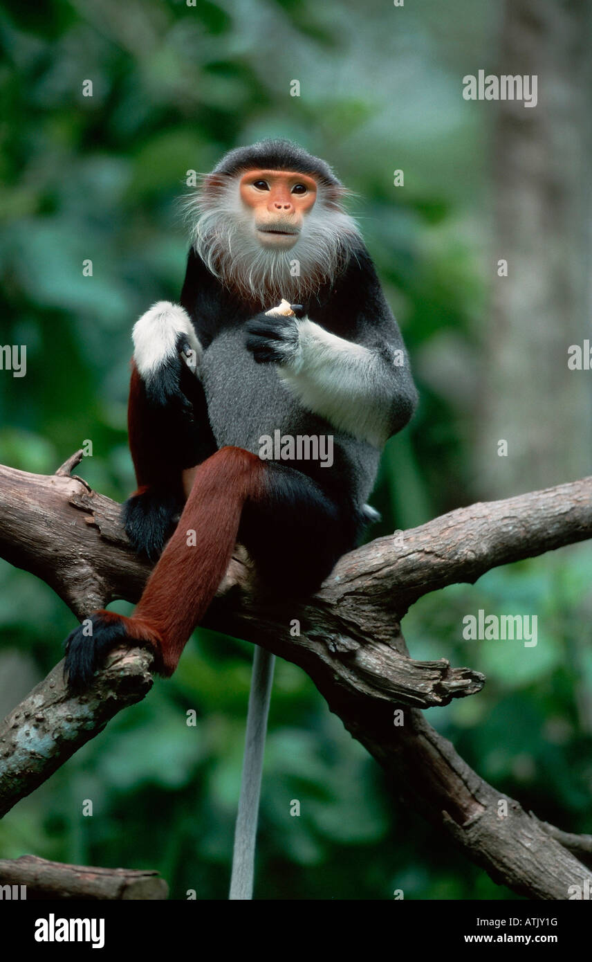 Rosso-shanked Douc Langur Foto Stock