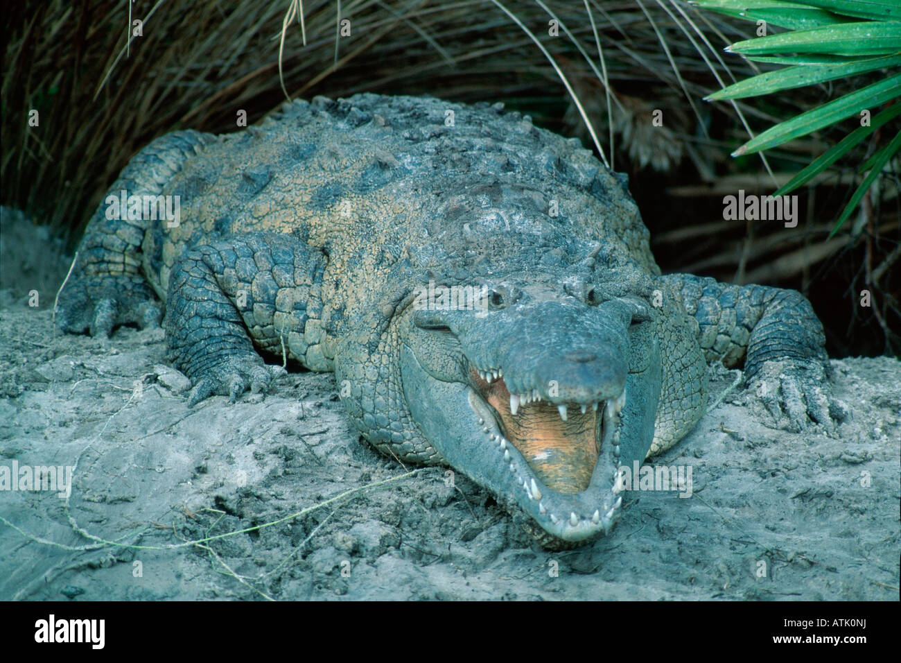 Coccodrillo americano Foto Stock