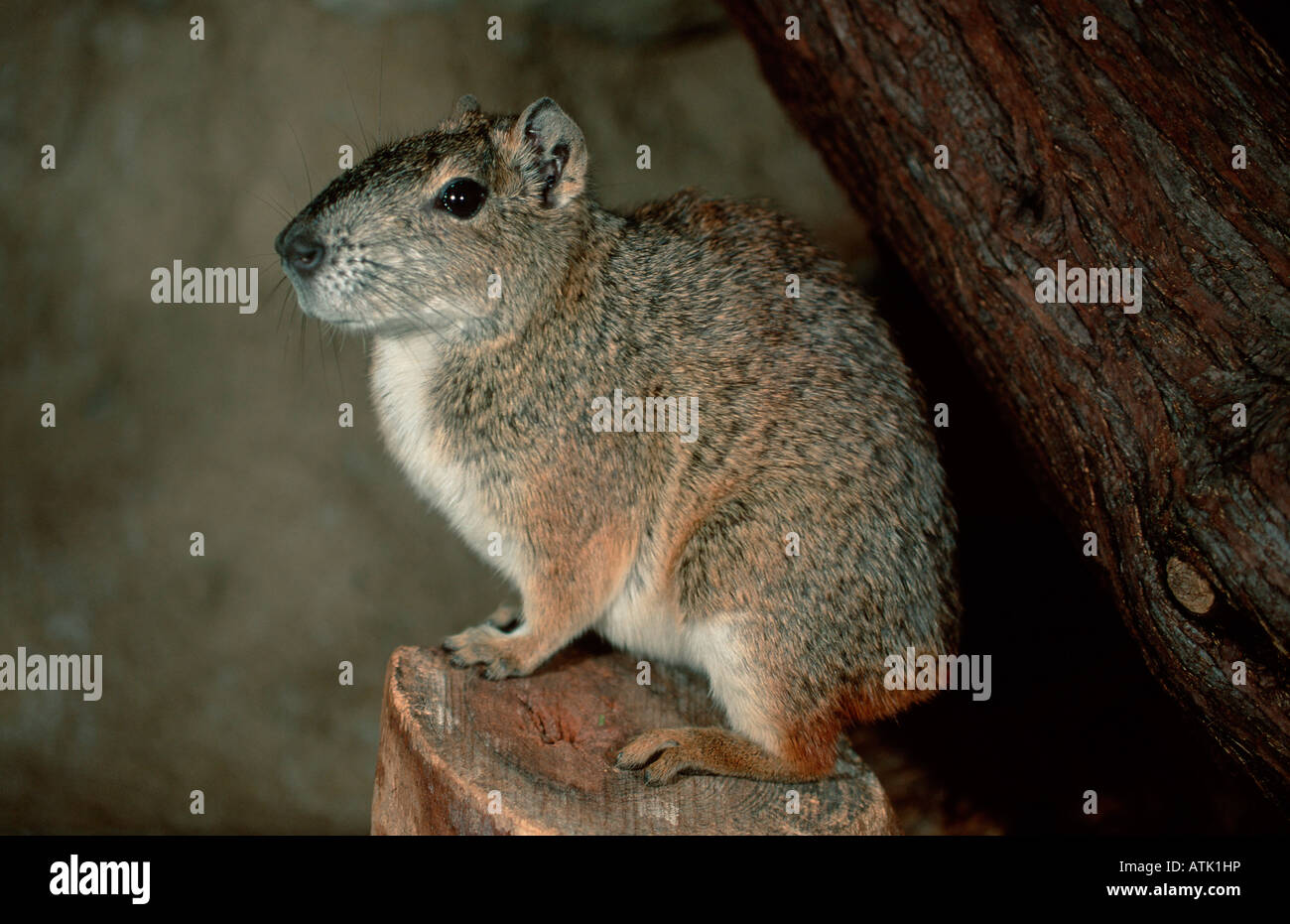 Roccia Cavy Foto Stock