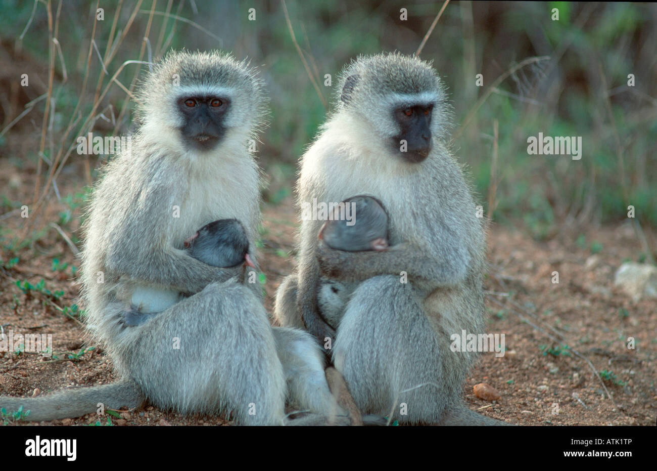 Green Monkey / Monkey Grivet / Vervet Monkey Foto Stock