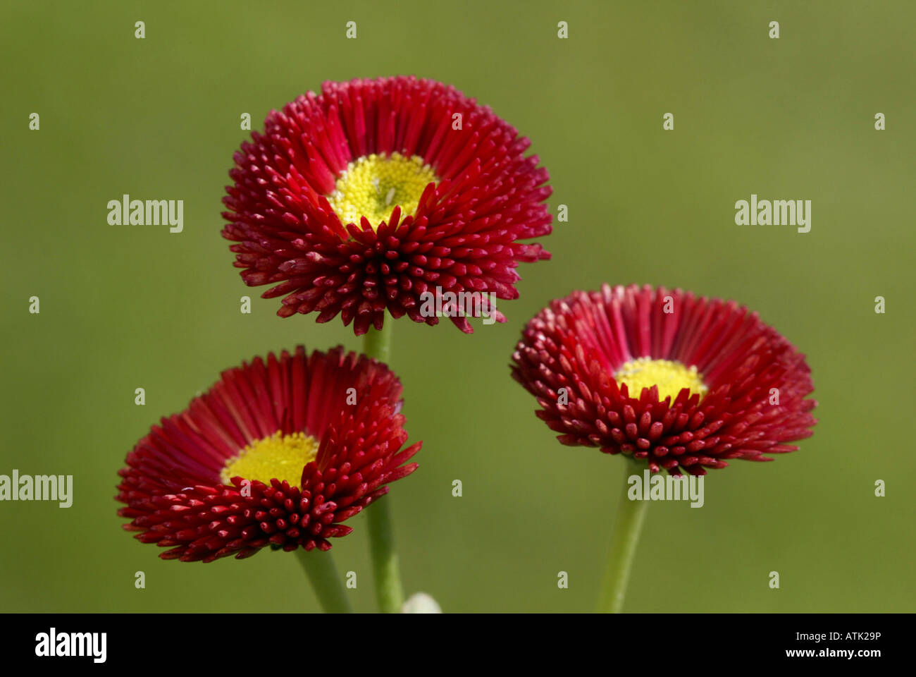 Margherita / Bellis Foto Stock