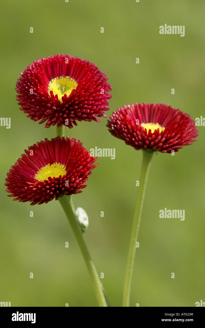 Margherita / Bellis Foto Stock