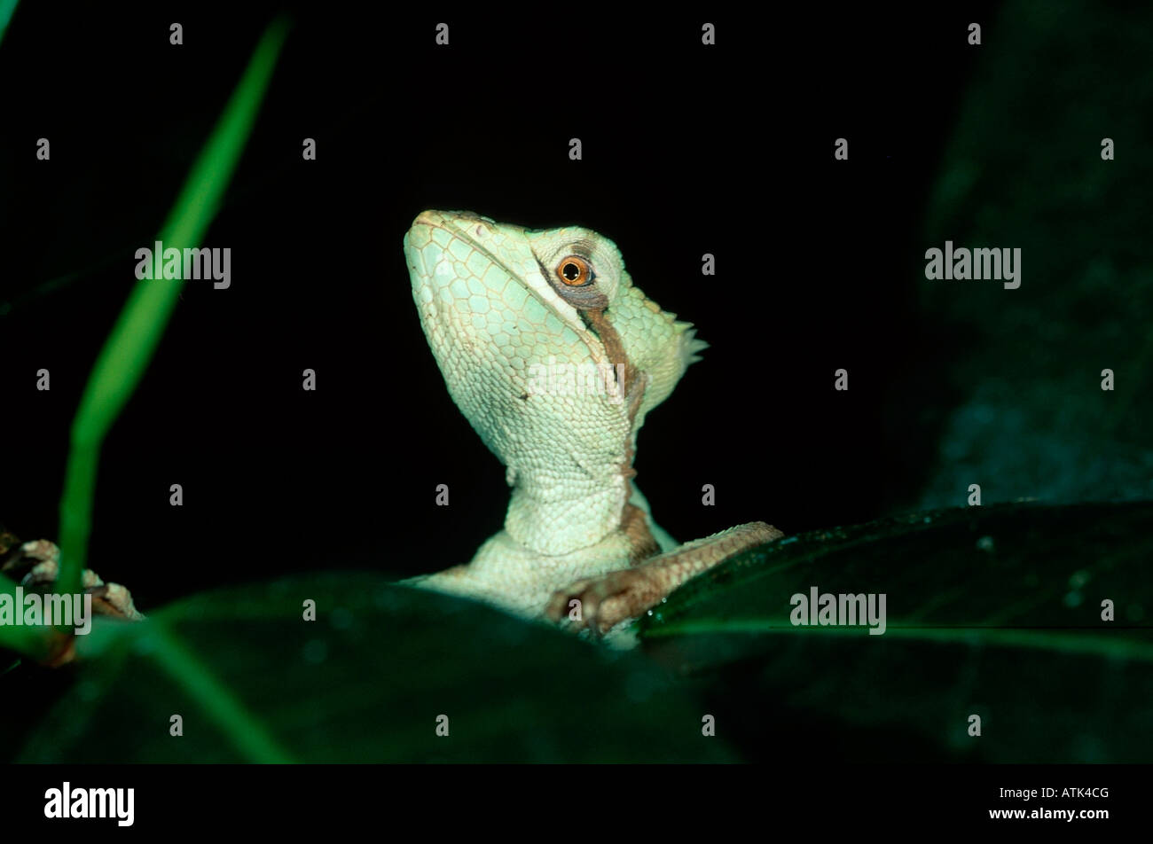 Casque dentellato con testa di Iguana Foto Stock