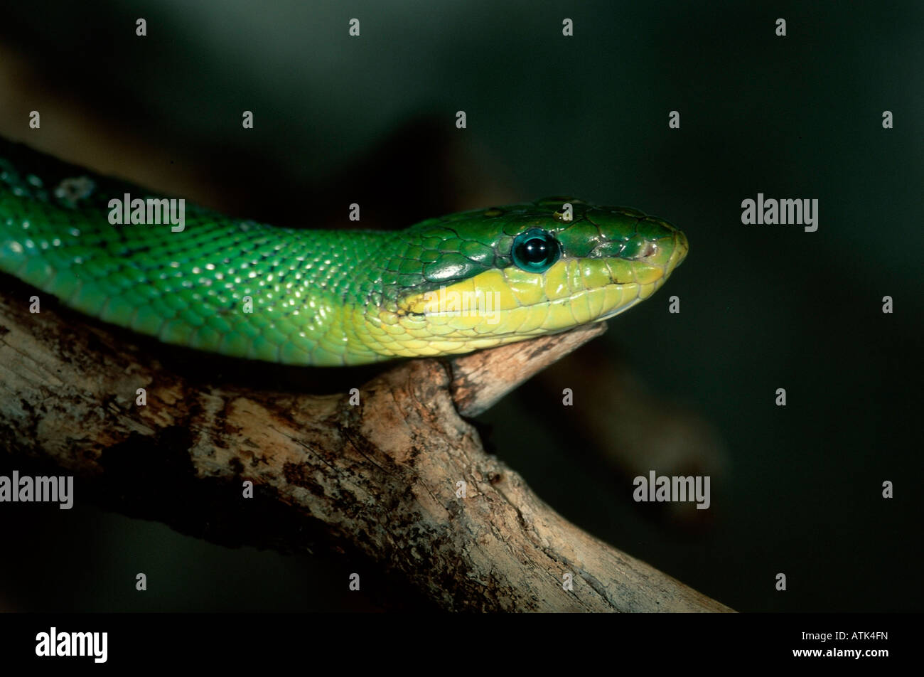 Red-tailed Ratsnake verde Foto Stock