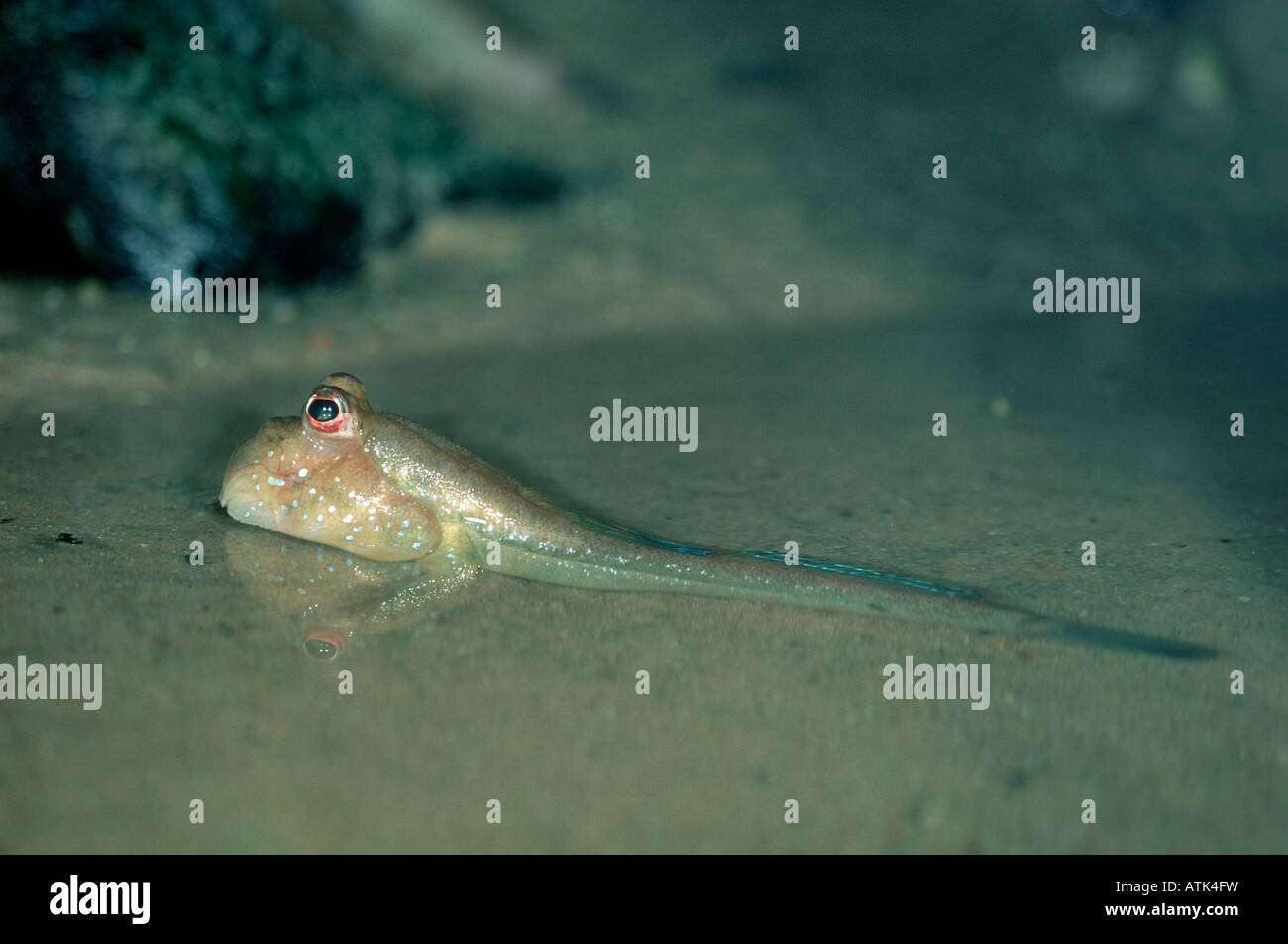 Mudhopper / Alpinismo-pesci Foto Stock