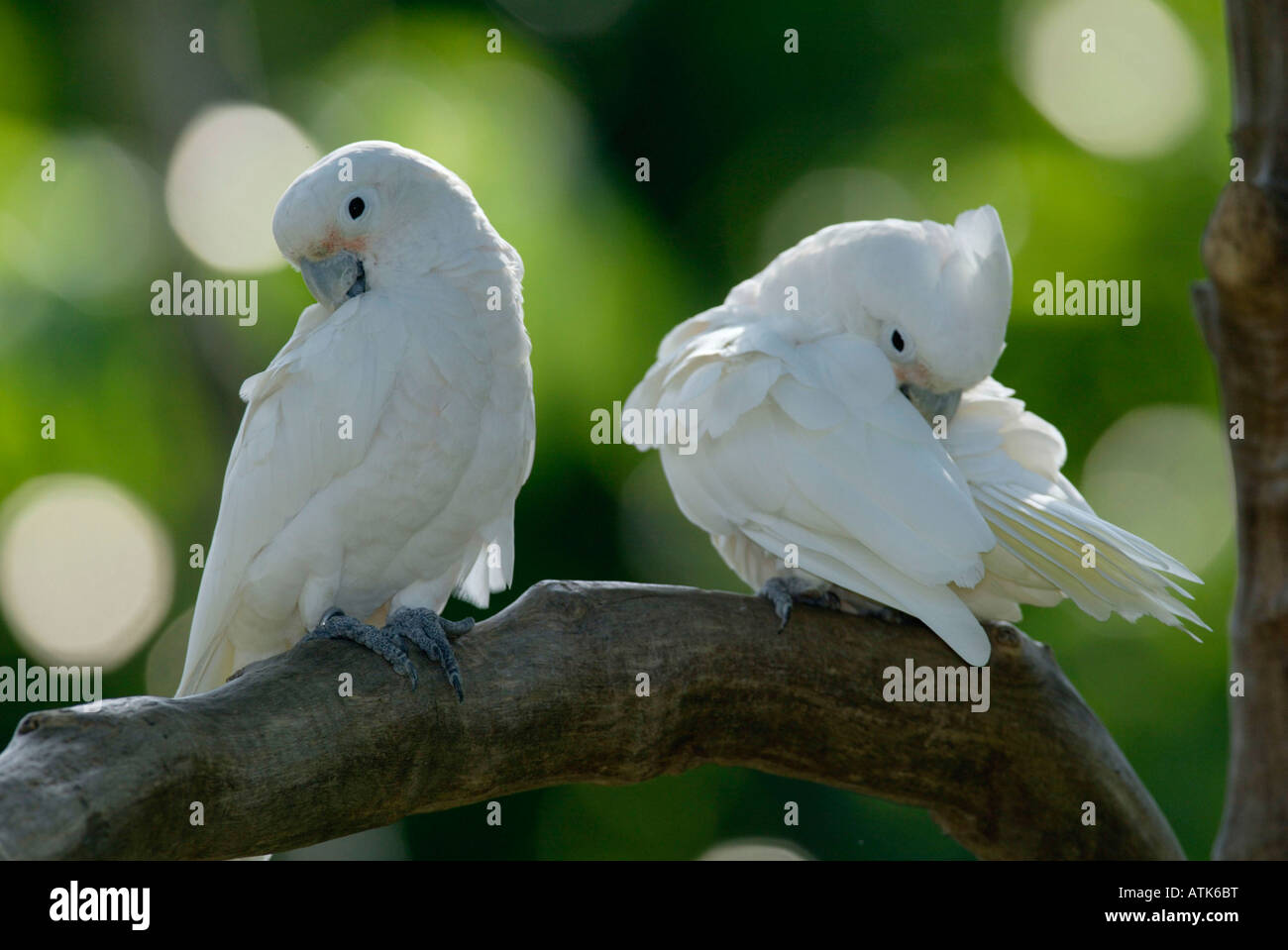 Goffin's Cacatua / Goffin-Kakadu Foto Stock