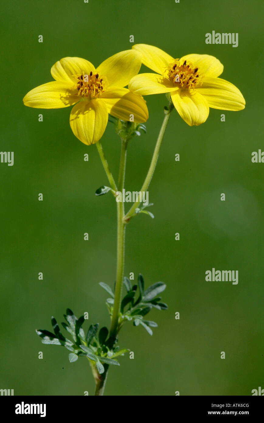 Bur Calendula / Goldmarie / Goldzweizahn Foto Stock