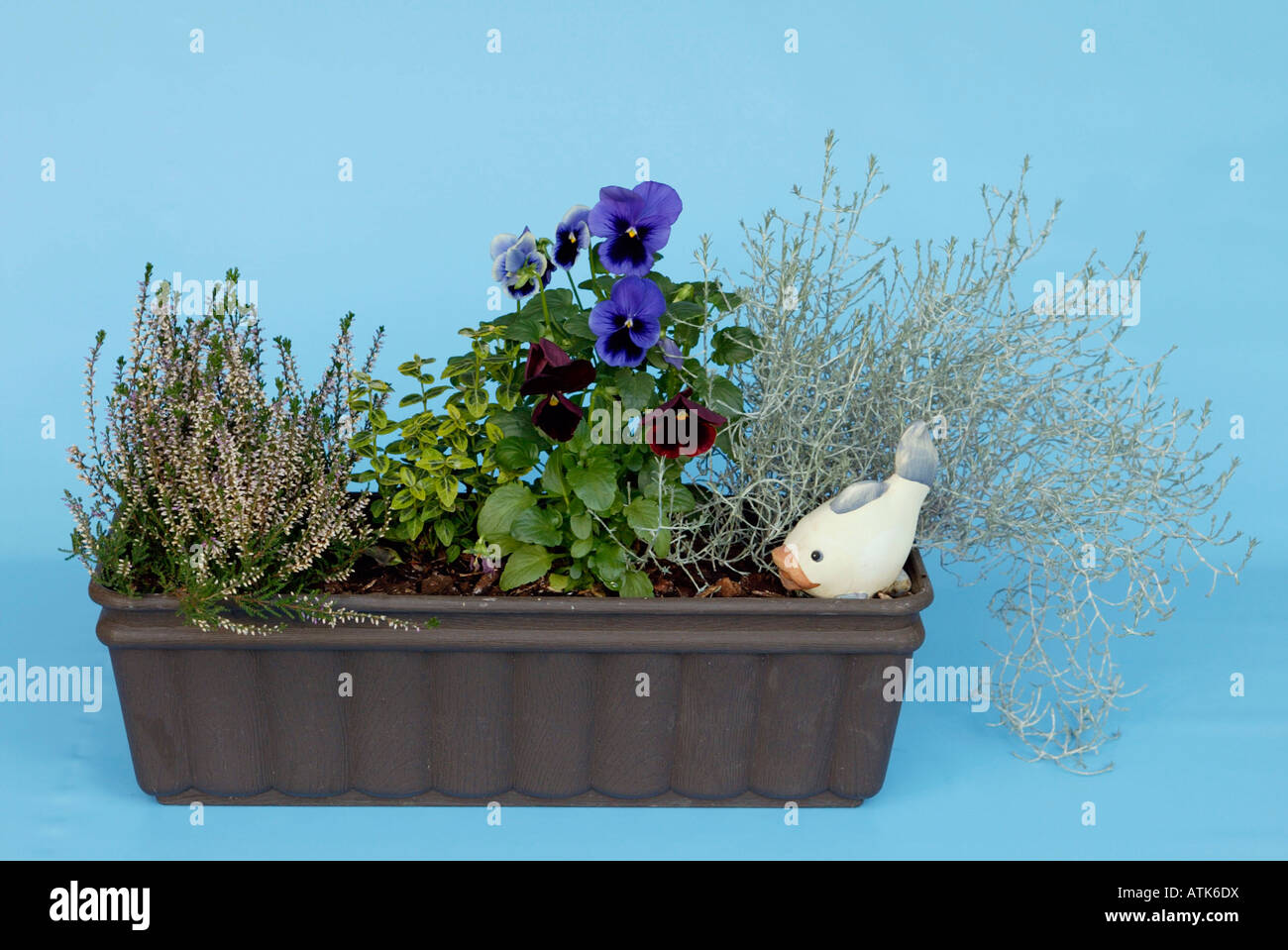 Window Box con fiori / Bepflanzter Blumenkasten Foto Stock