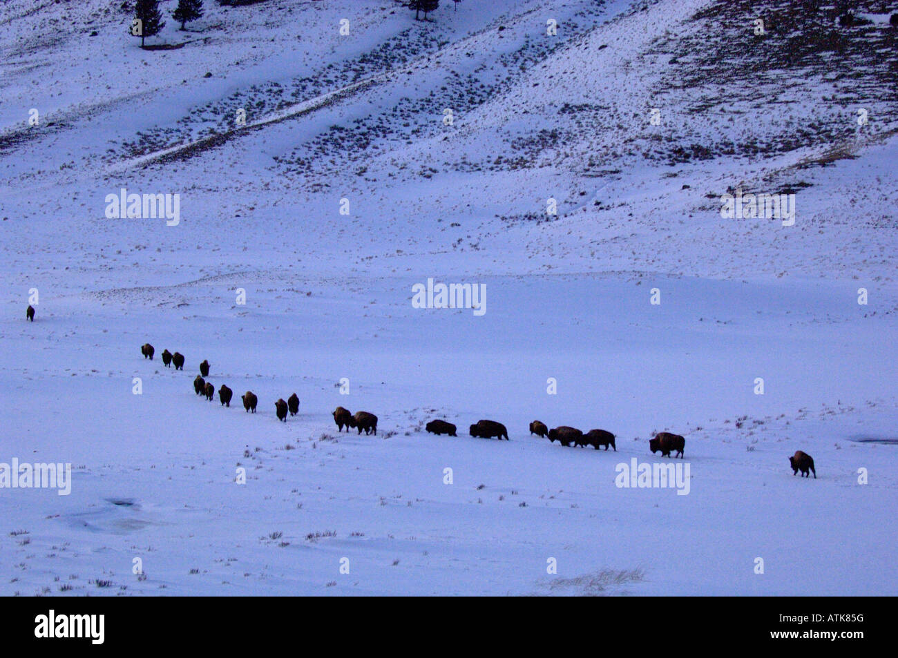 Bufalo americano o Bison bison bison, migrando in neve dopo il tramonto fotografato nel Parco Nazionale di Yellowstone US Foto Stock