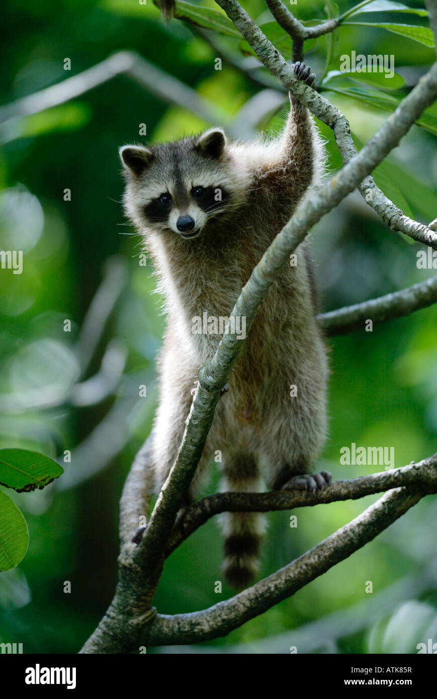 Raccoon / Waschbaer Foto Stock
