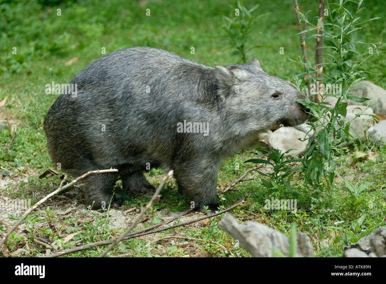 Wombat comune / Coarse-haired Wombat / Nacktnasenwombat Foto Stock