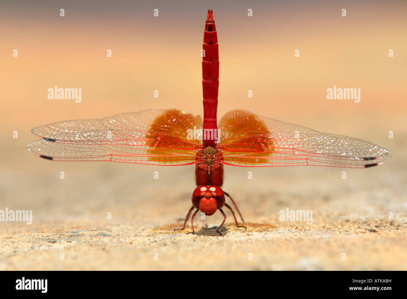 Basker rosso Foto Stock