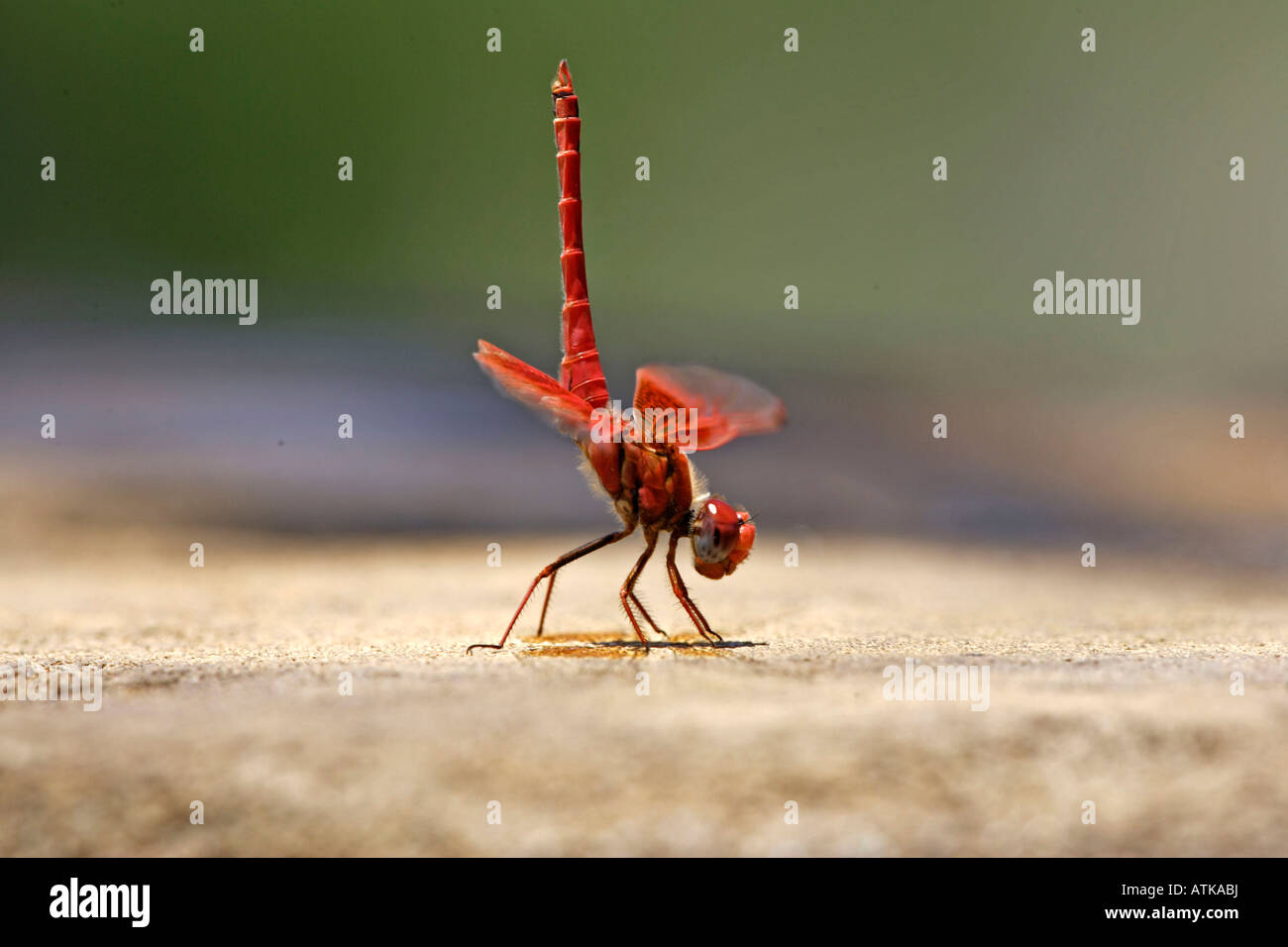 Basker rosso Foto Stock