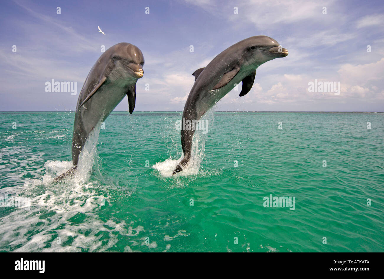 Il tursiope o delfino maggiore Foto Stock
