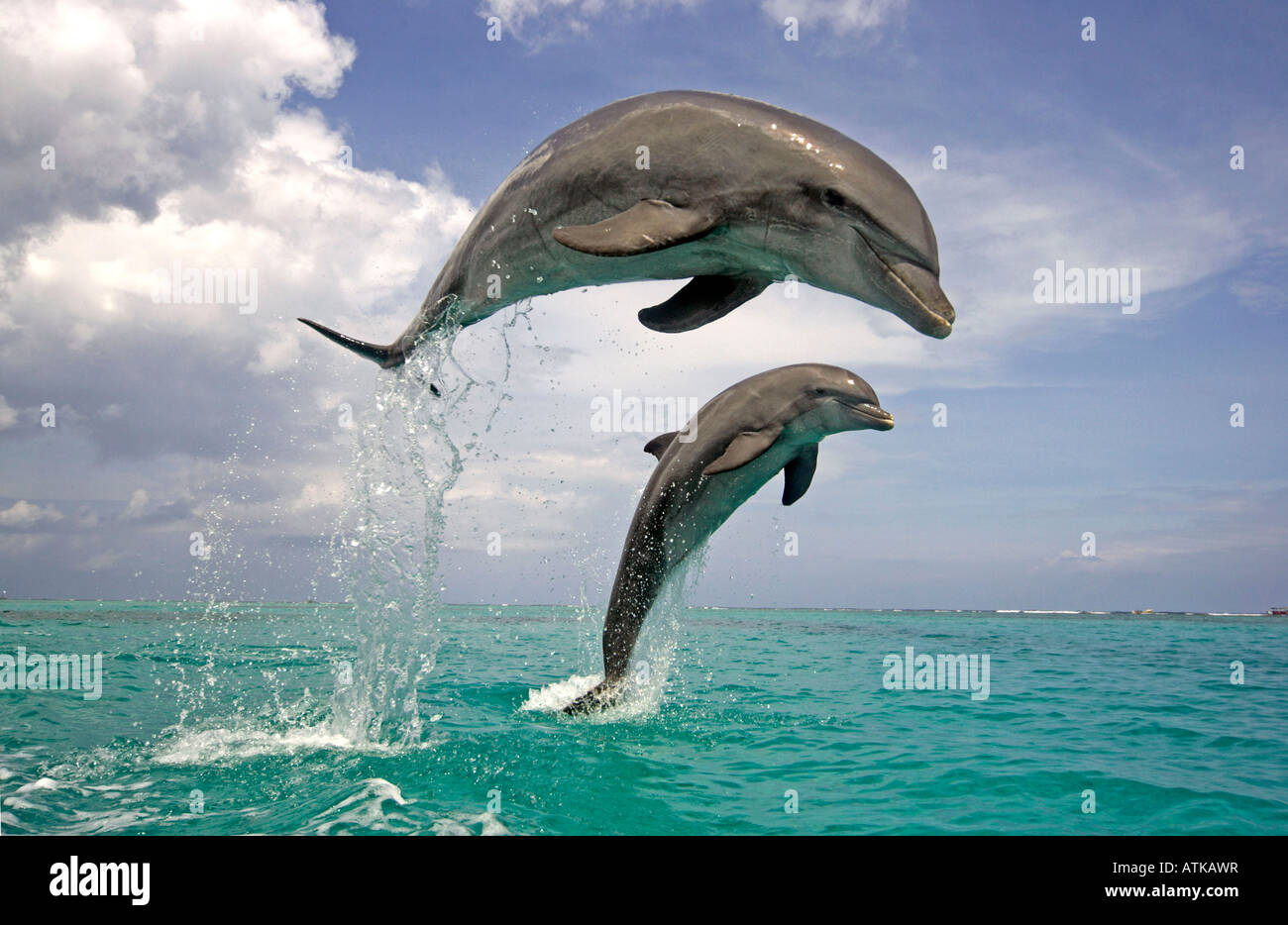 Il tursiope o delfino maggiore Foto Stock